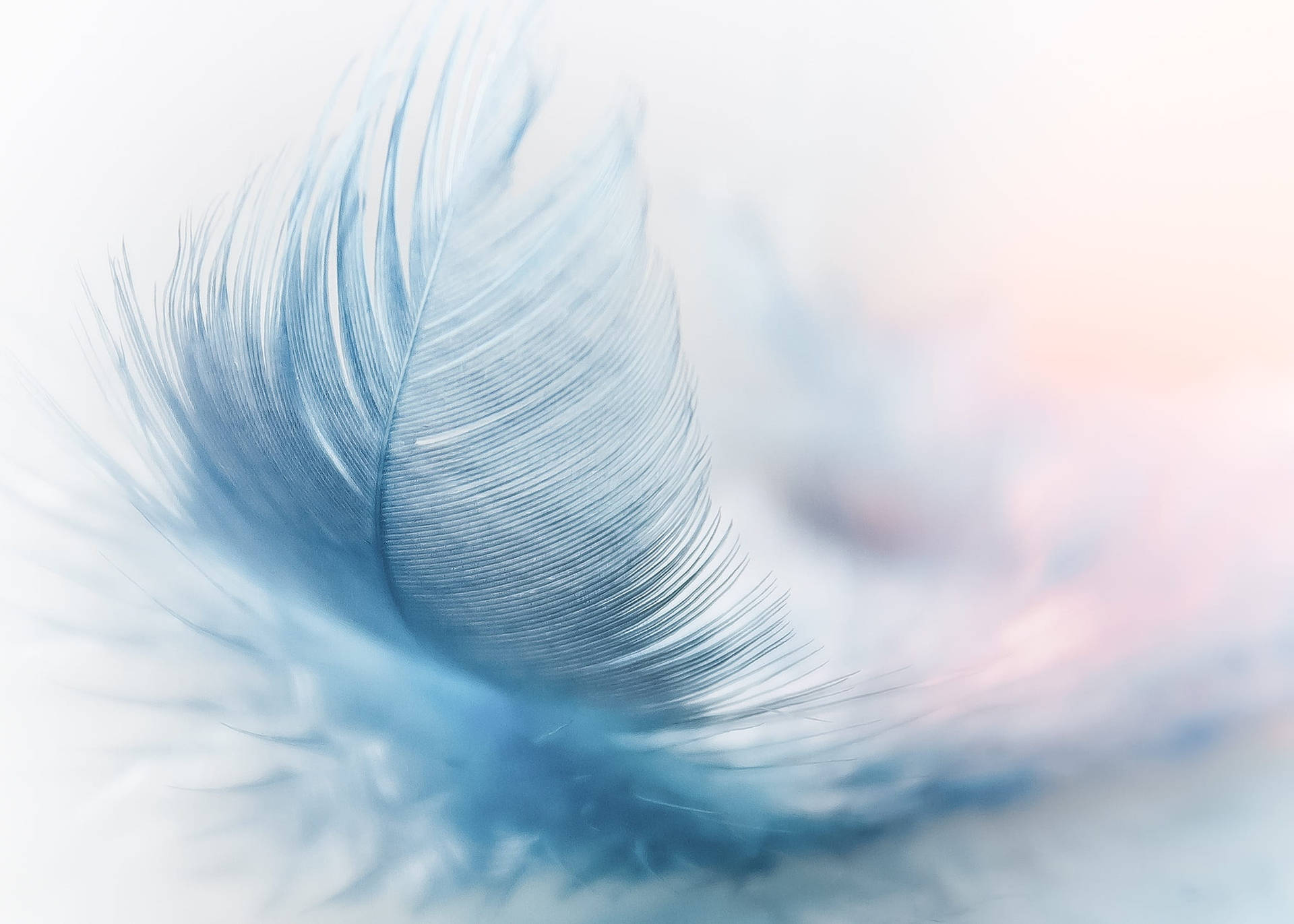 A close up of a feather in blue and white - Feathers