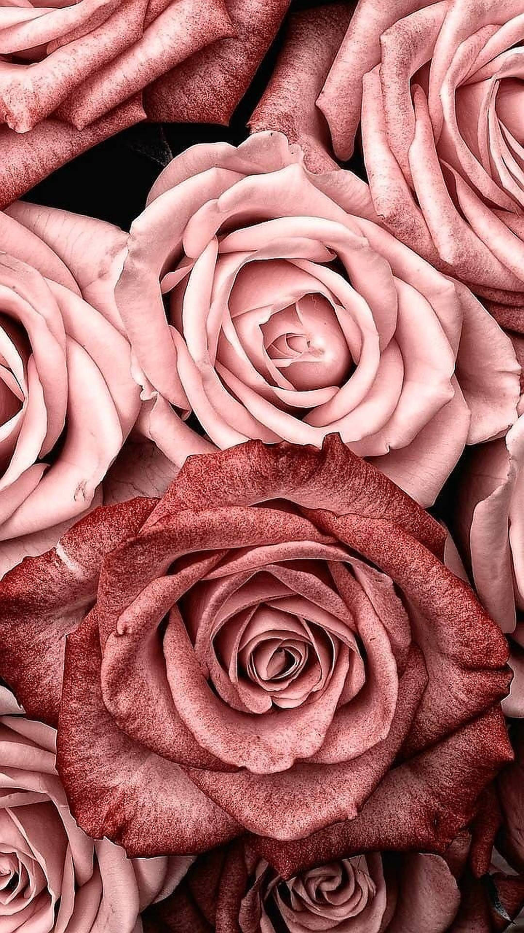 A close up of a bunch of pink roses - Rose gold, roses
