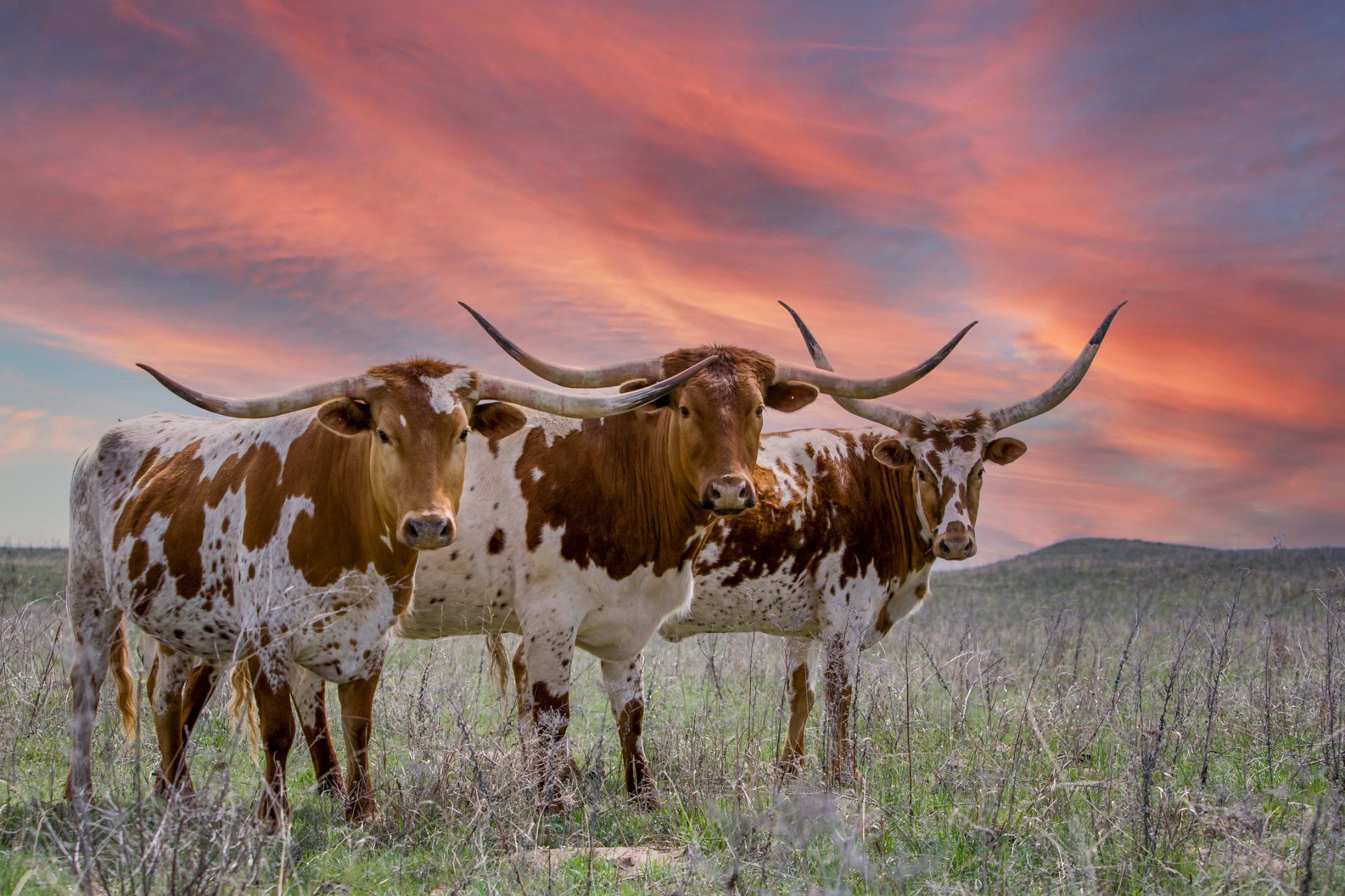 Three longhorns standing in a field at sunset. - Longhorn