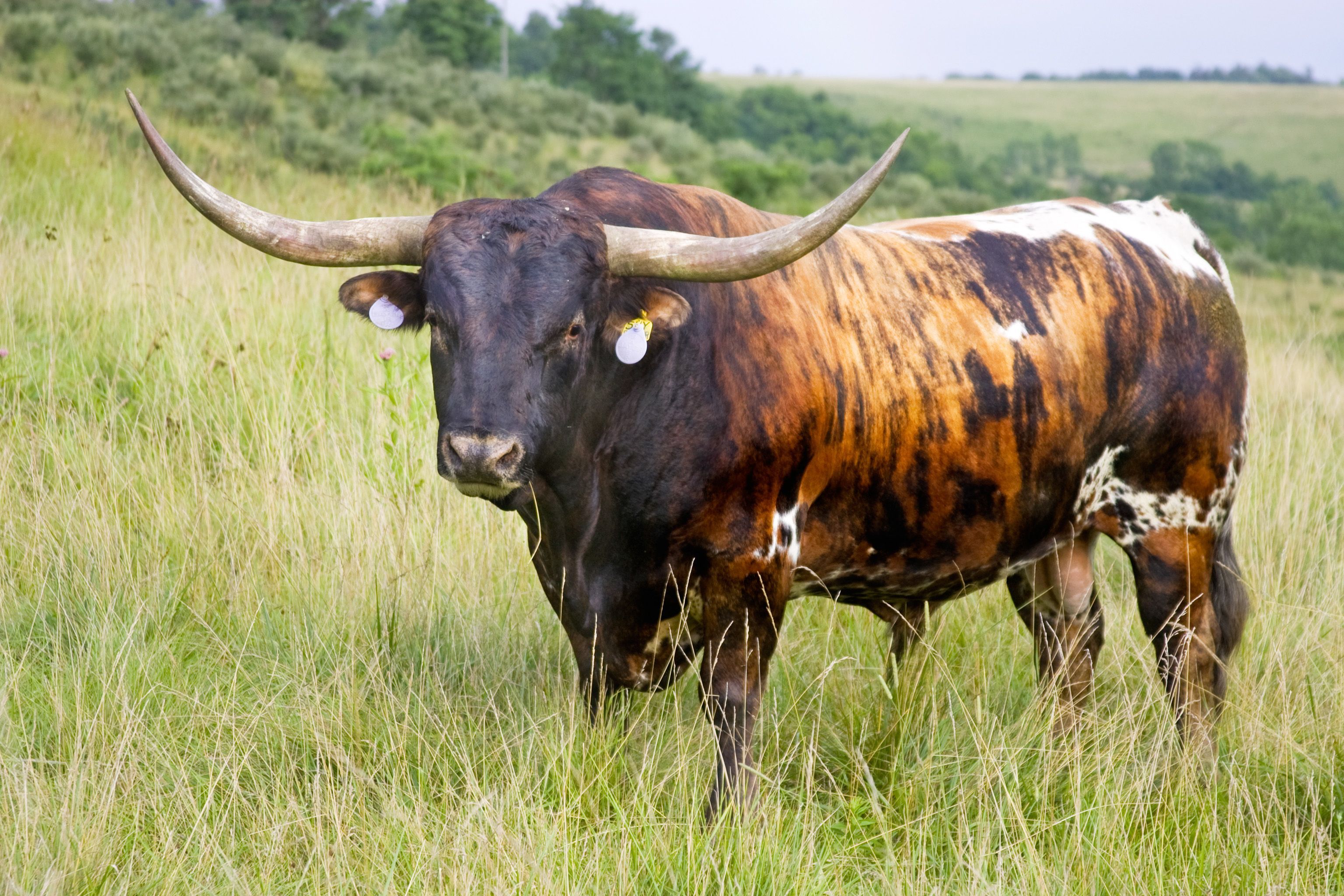 Texas Longhorn Cattle Wallpaper