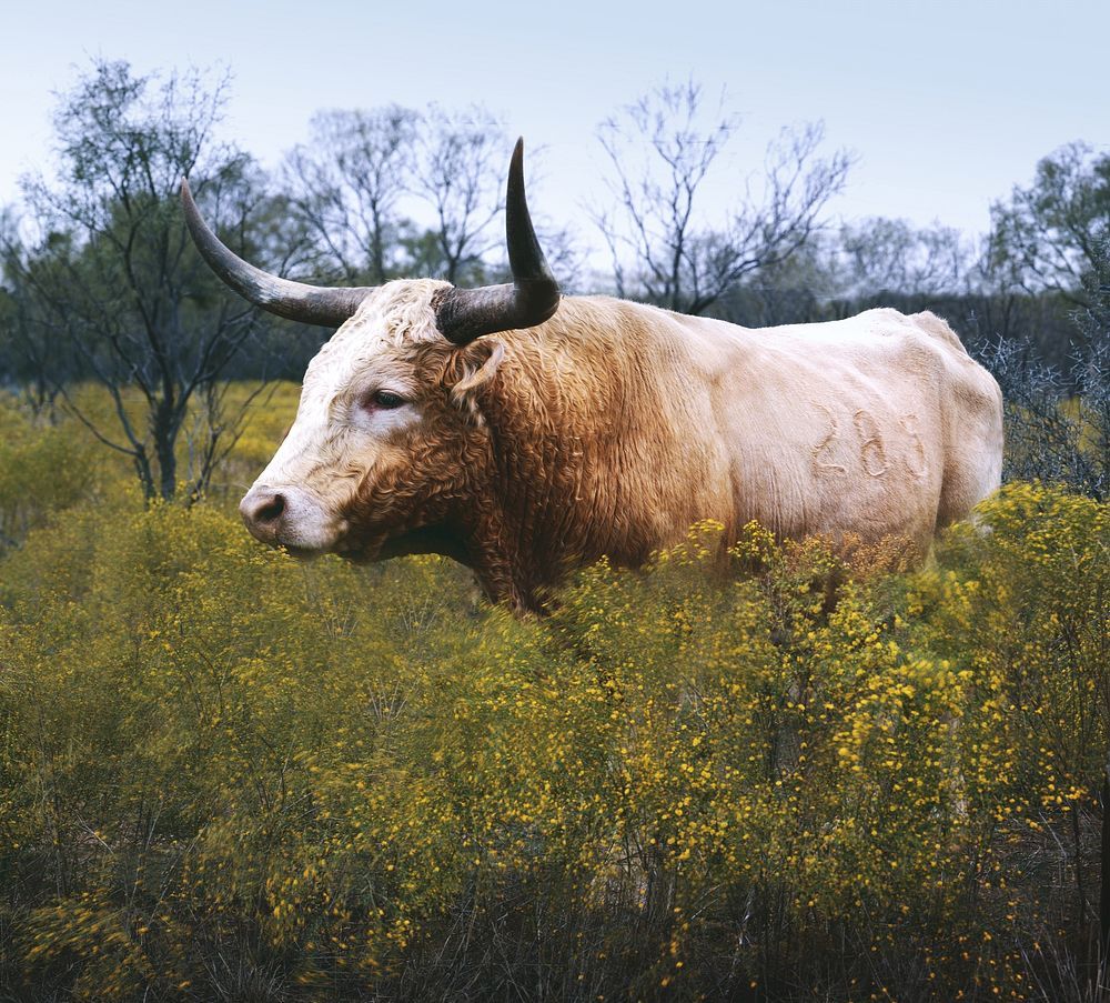 Texas Longhorn Cow Image Wallpaper