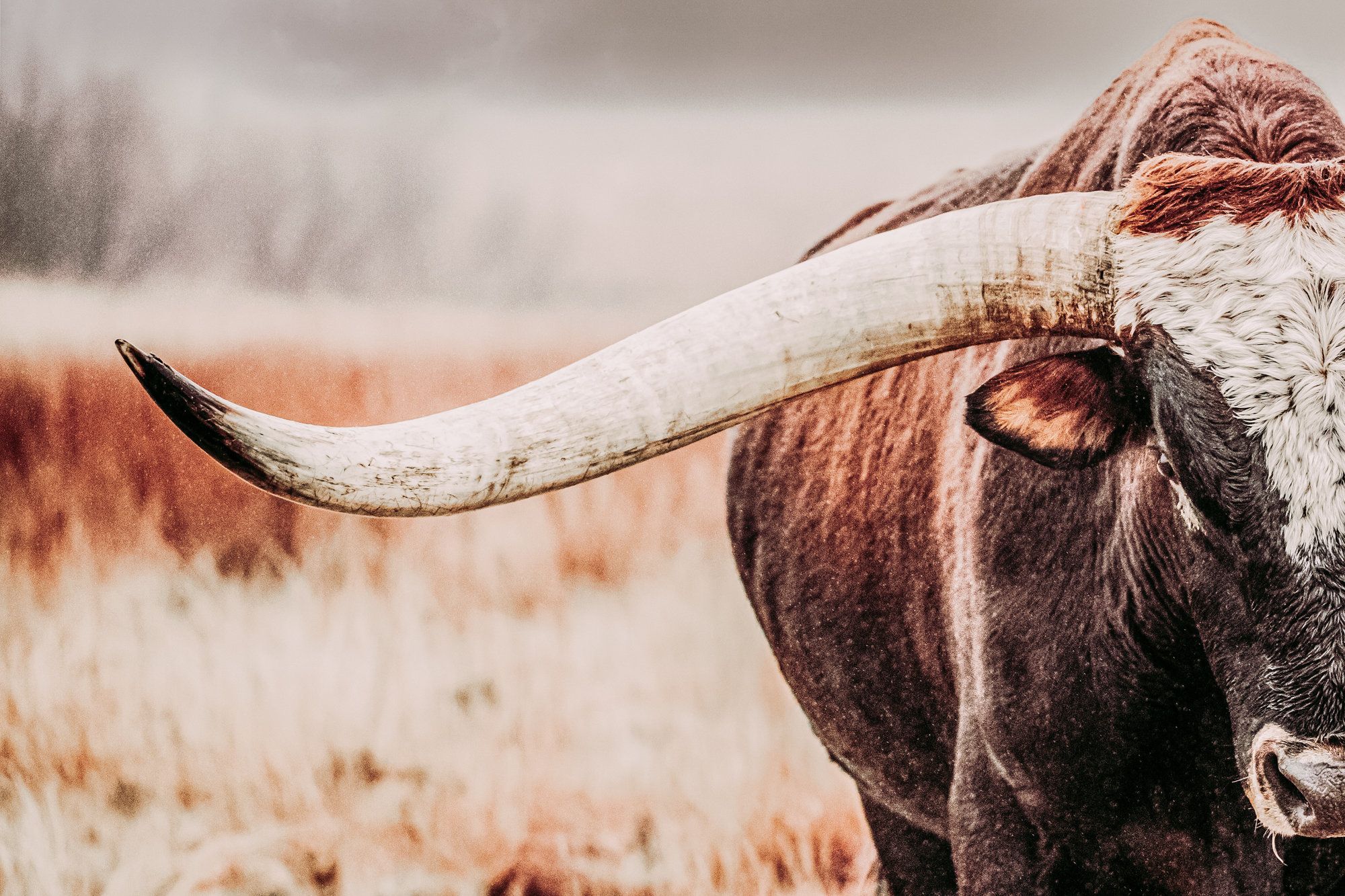 Longhorn Wall Art Longhorn Canvas or Print Texas Longhorn