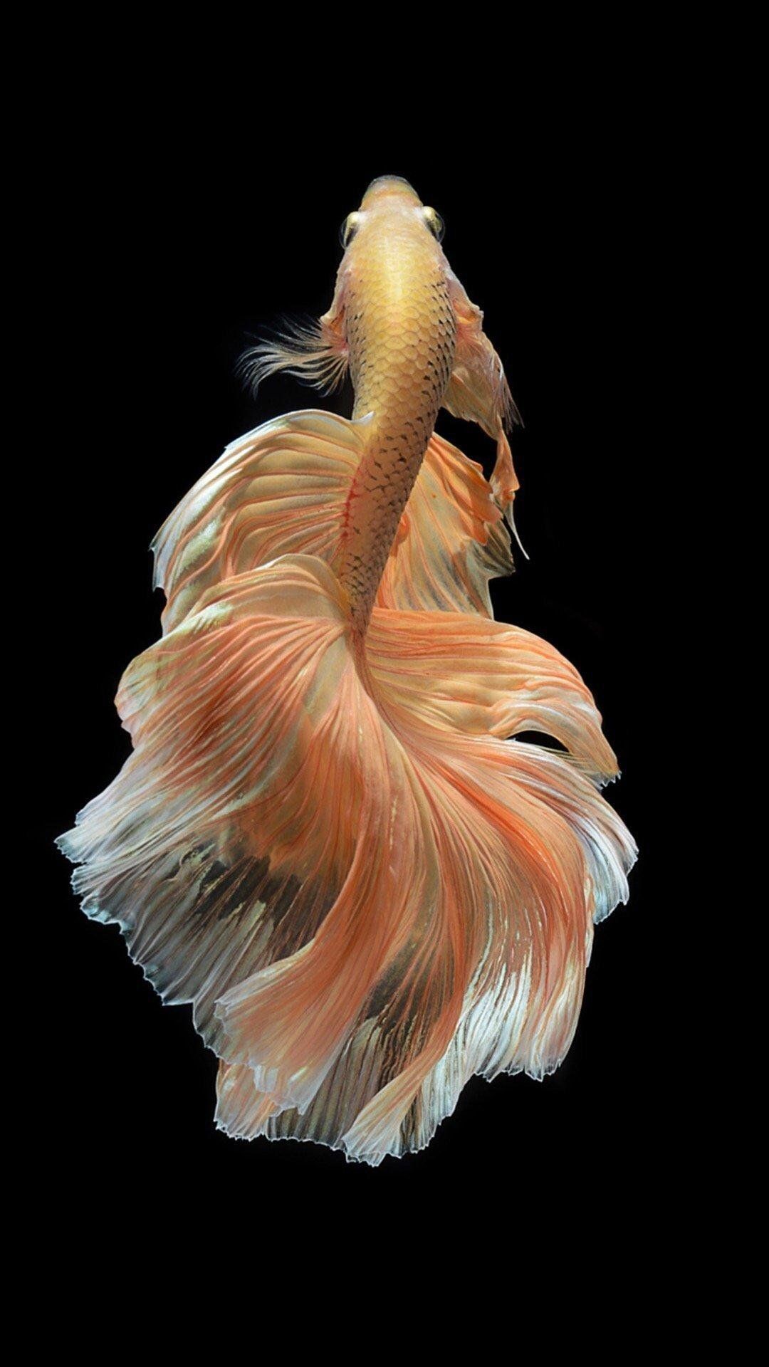 A Siamese fighting fish with a long tail - Fish