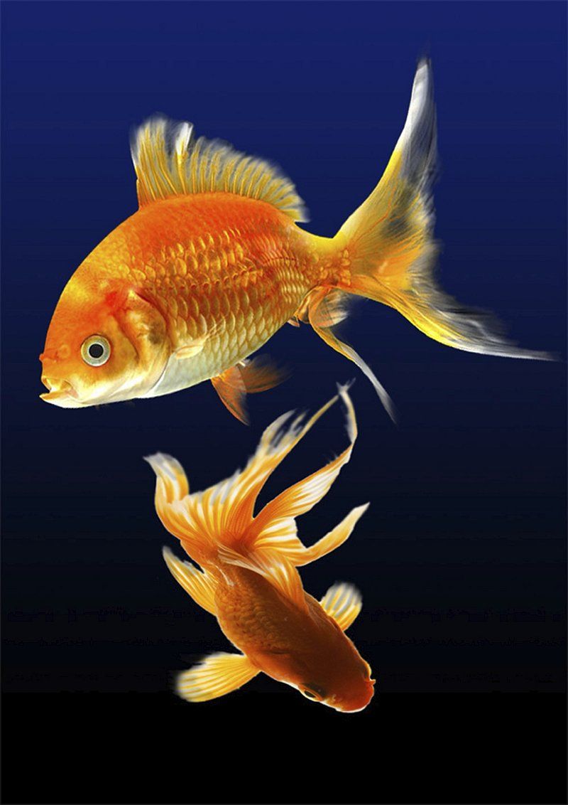 A pair of gold fish swimming in a dark blue water. - Fish