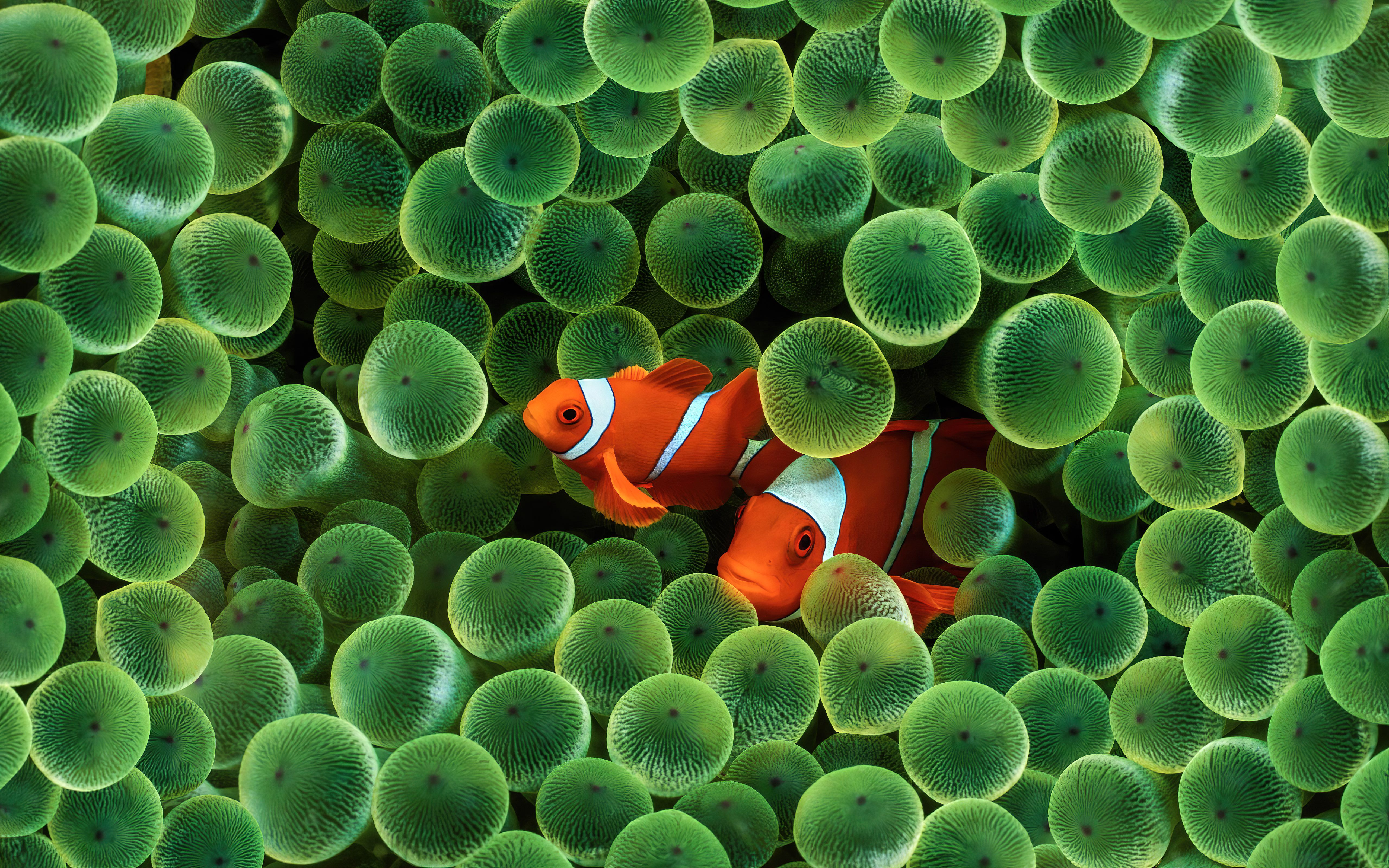 The old Apple Clown Fish wallpaper upscaled to [5120x3200]