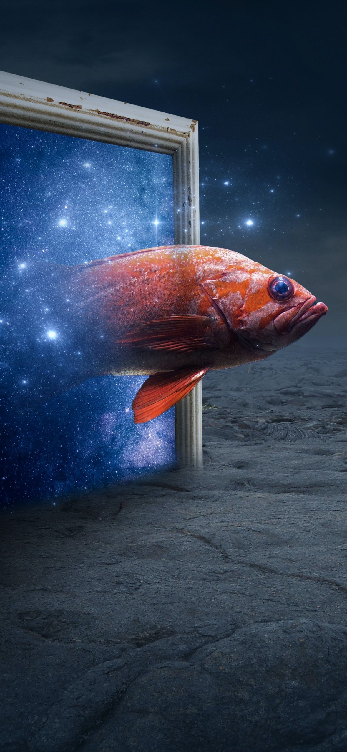 Orange Fish Wallpaper 4K, Photo Manipulation