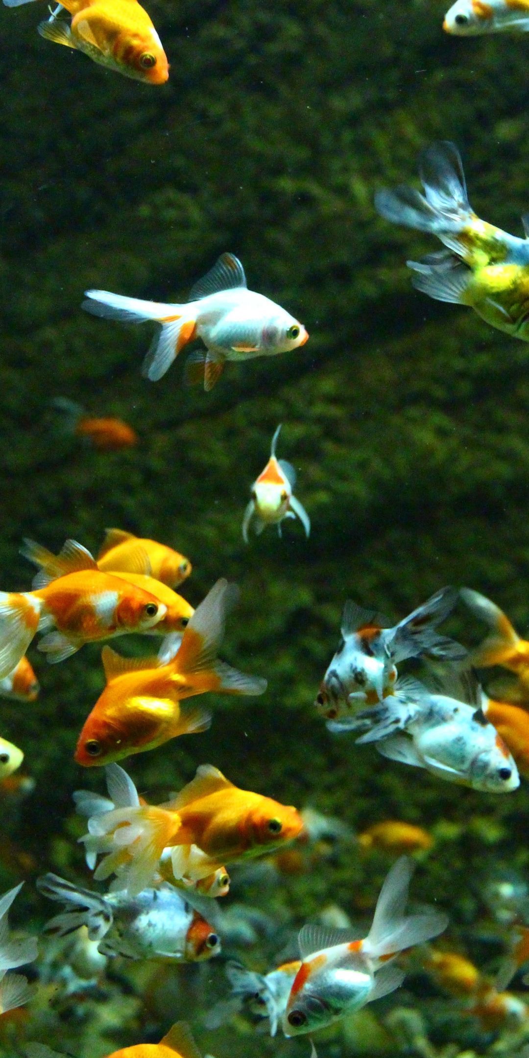 Aquarium, goldfish, swim, underwater, 1080x2160 wallpaper. Fish wallpaper, Japanese goldfish aesthetic, Goldfish