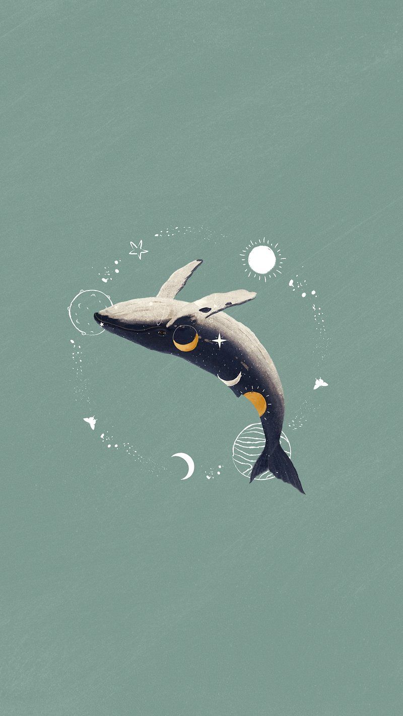 Shark Wallpaper Image Wallpaper