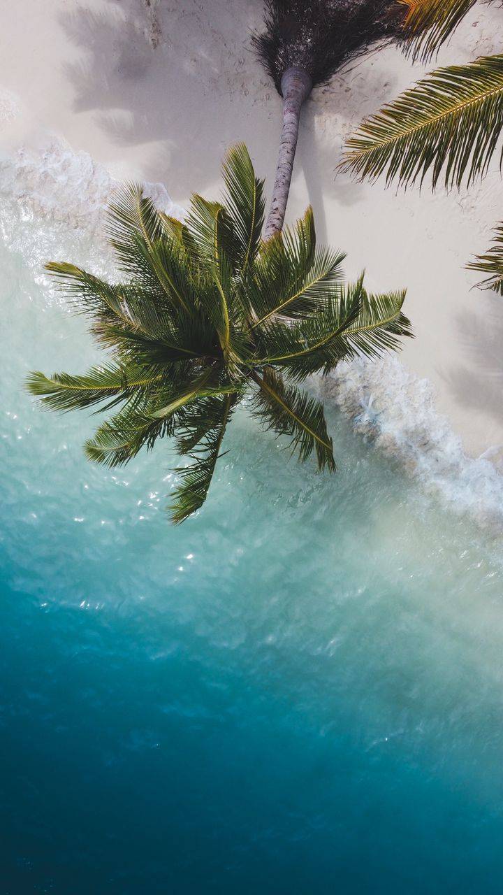 Palm tree on the beach wallpaper for mobiles and tablets - Beach