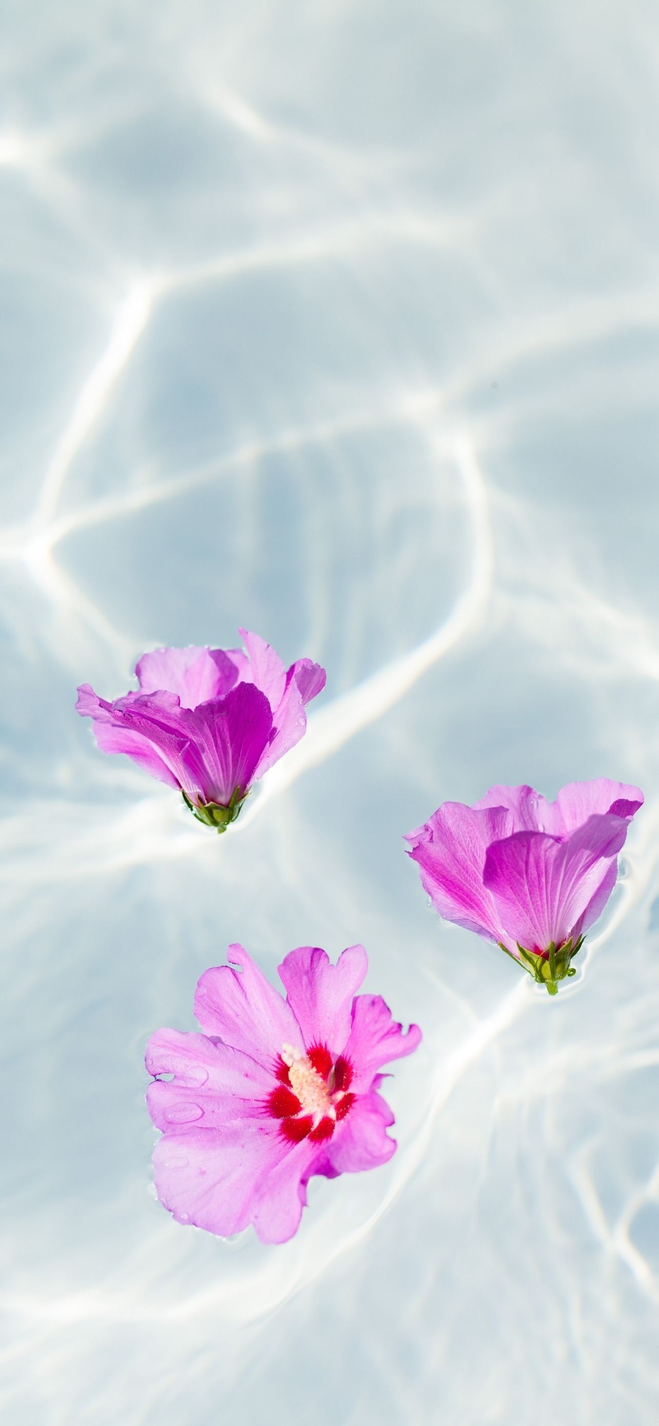 Purple flowers floating in a pool of water - HD