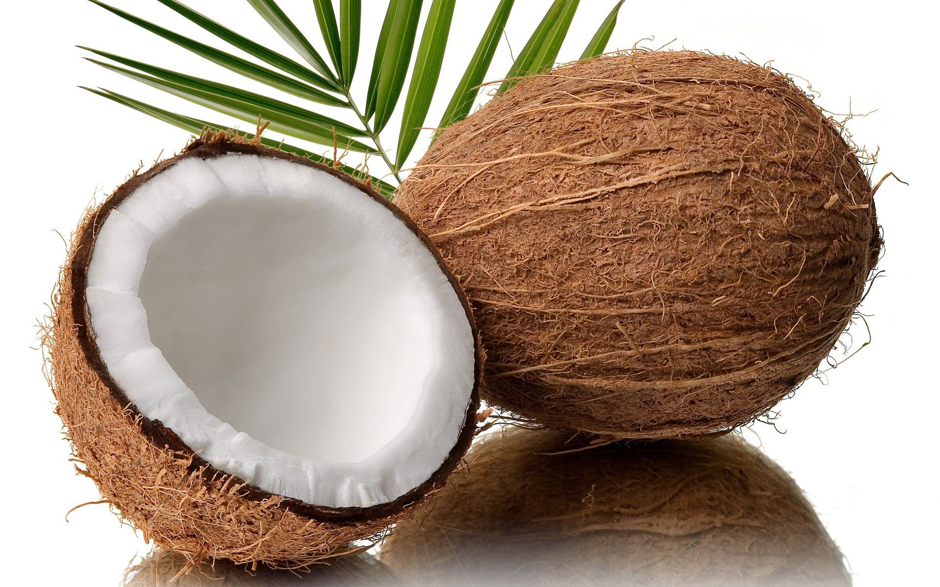 A coconut cut in half with a palm leaf on top - Coconut