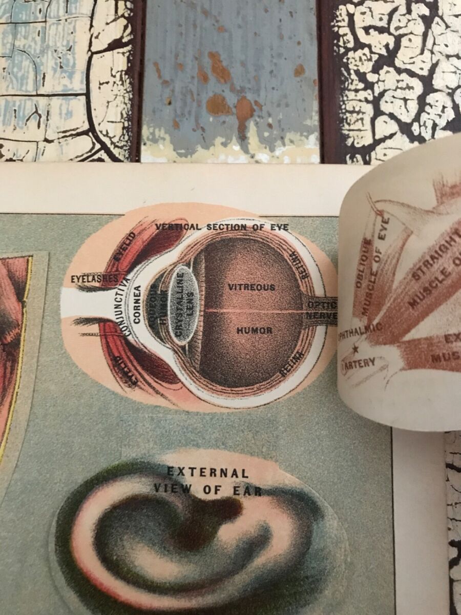 A collection of images of the eye and ear are displayed on a wall. - Anatomy