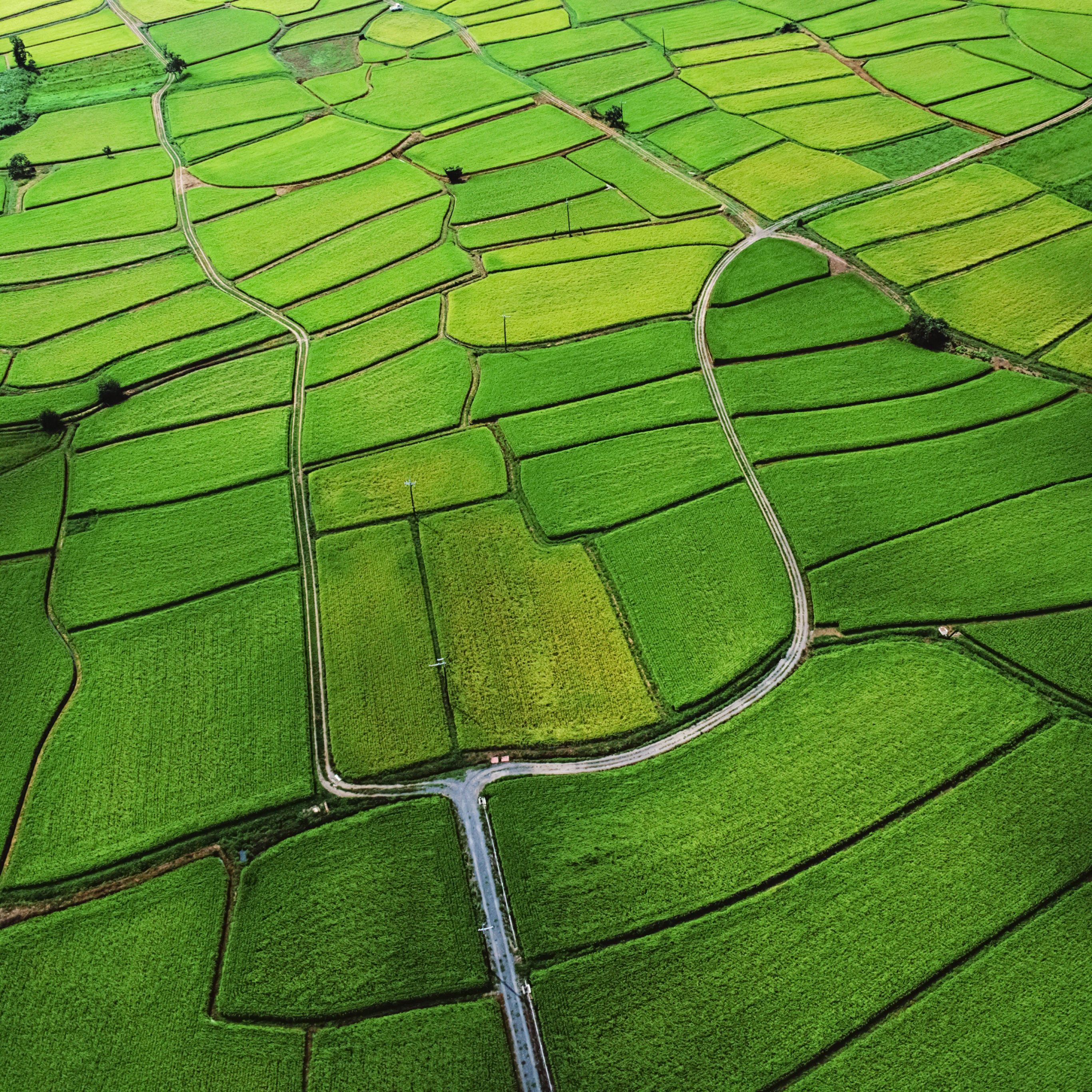 Aerial view of a green rice field - Farm