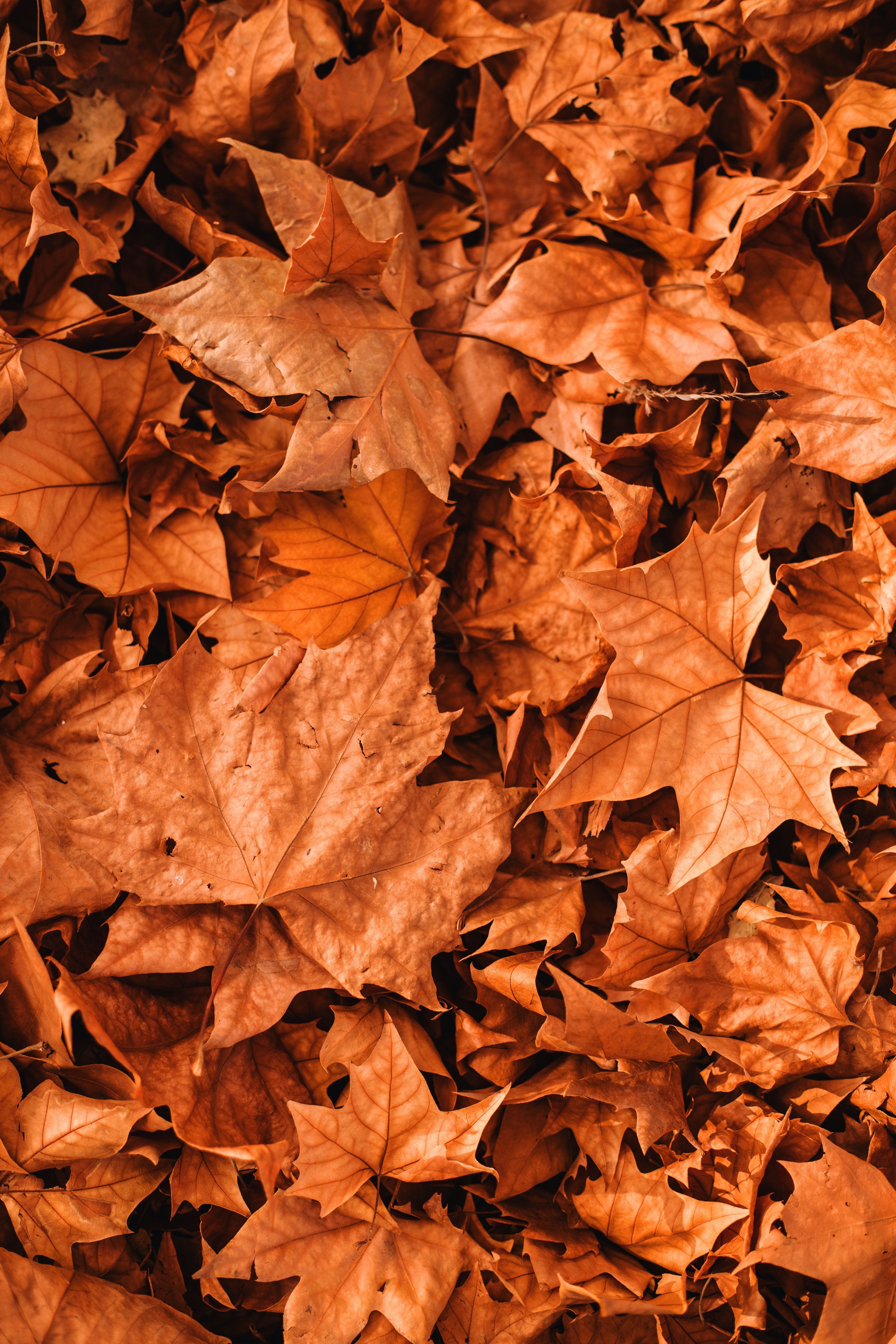 Fall Background Photo, Download Free Fall Background & HD Image
