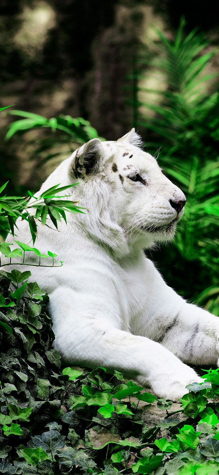 White Tiger In The Jungle 4K Phone Wallpaper