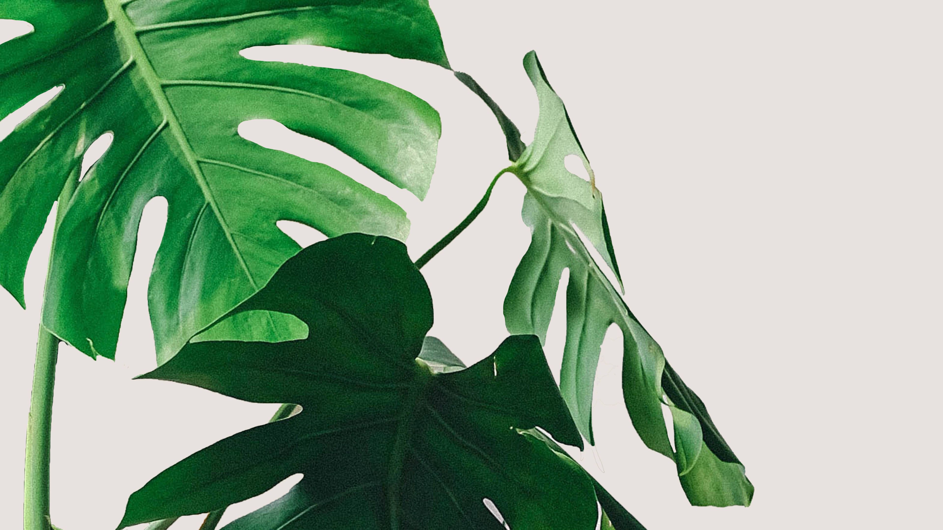Download Tranquil Monstera Leaf in Minimalist Setting Wallpaper