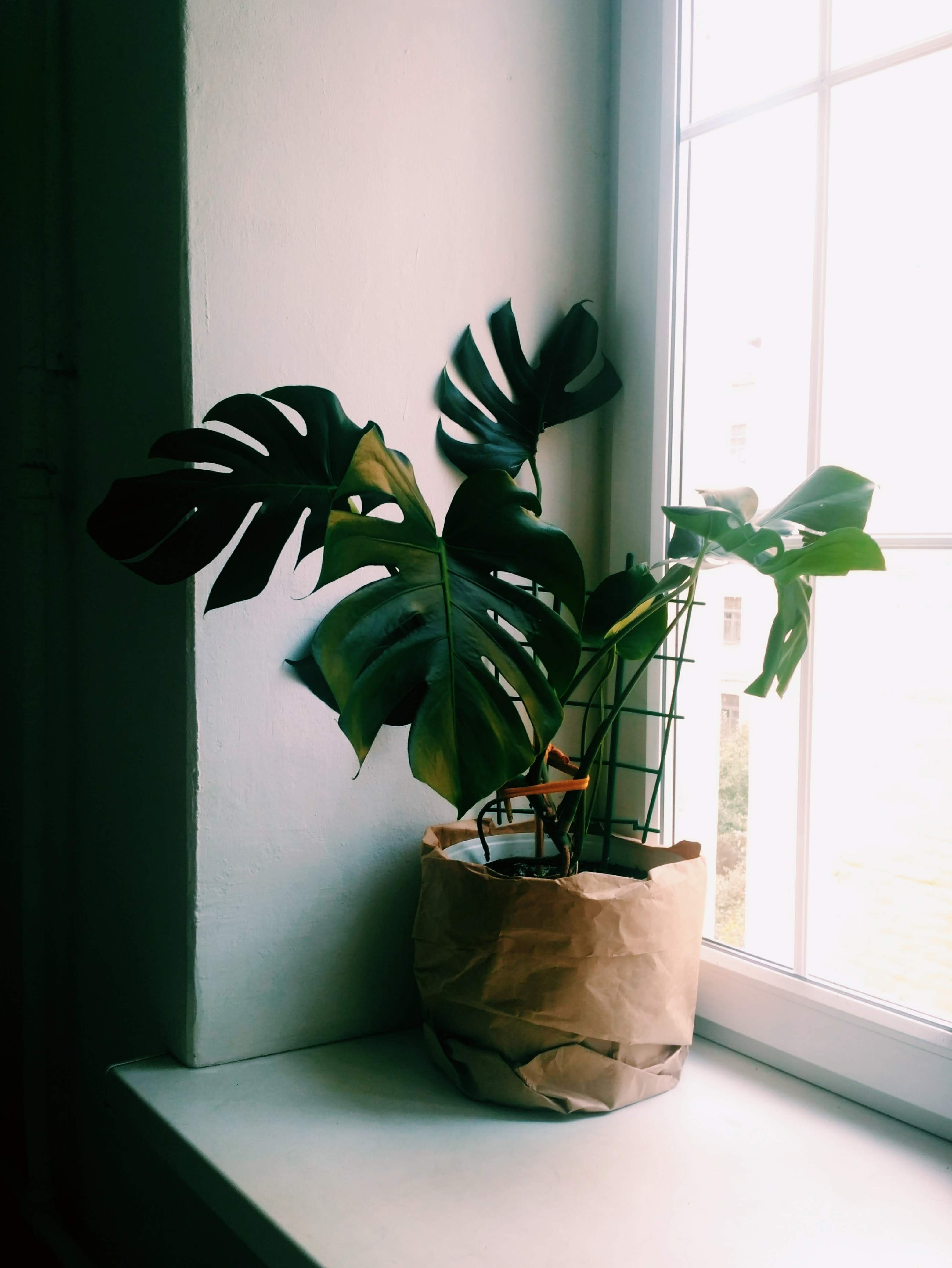 A monstera plant in a brown paper bag in front of a window. - Monstera