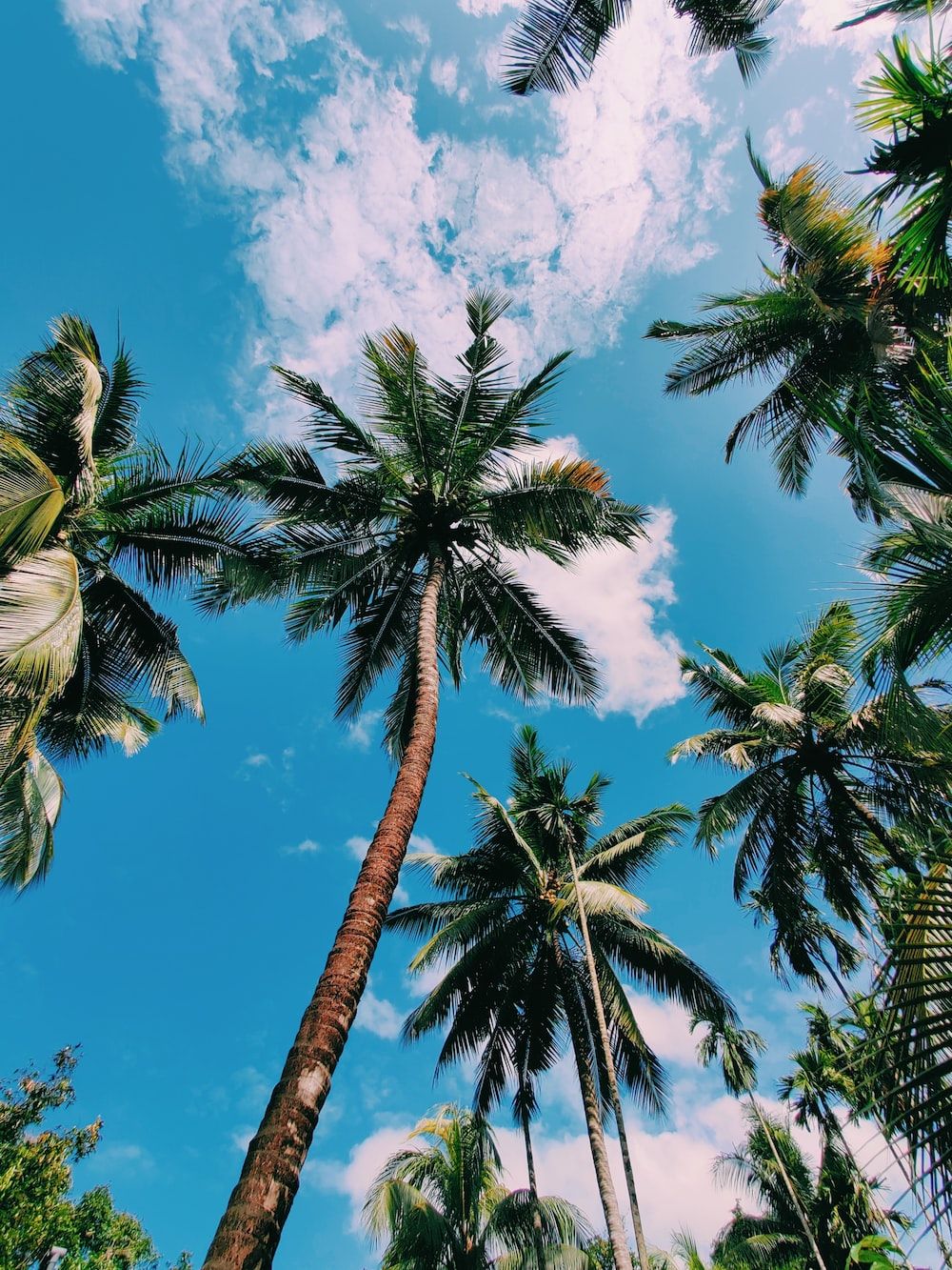 Coconut Trees Picture. Download Free Image