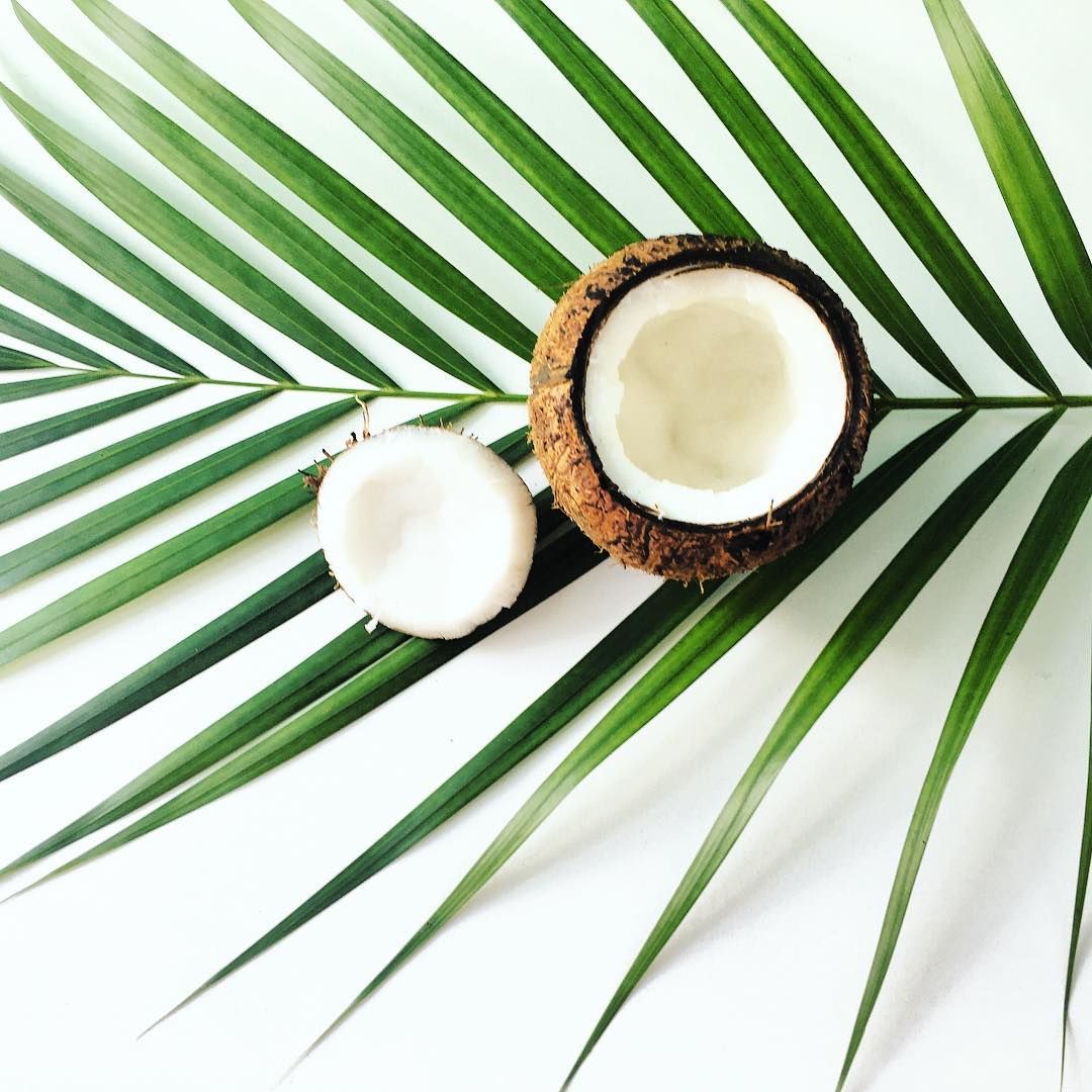 A coconut and a palm leaf on a white background - Coconut