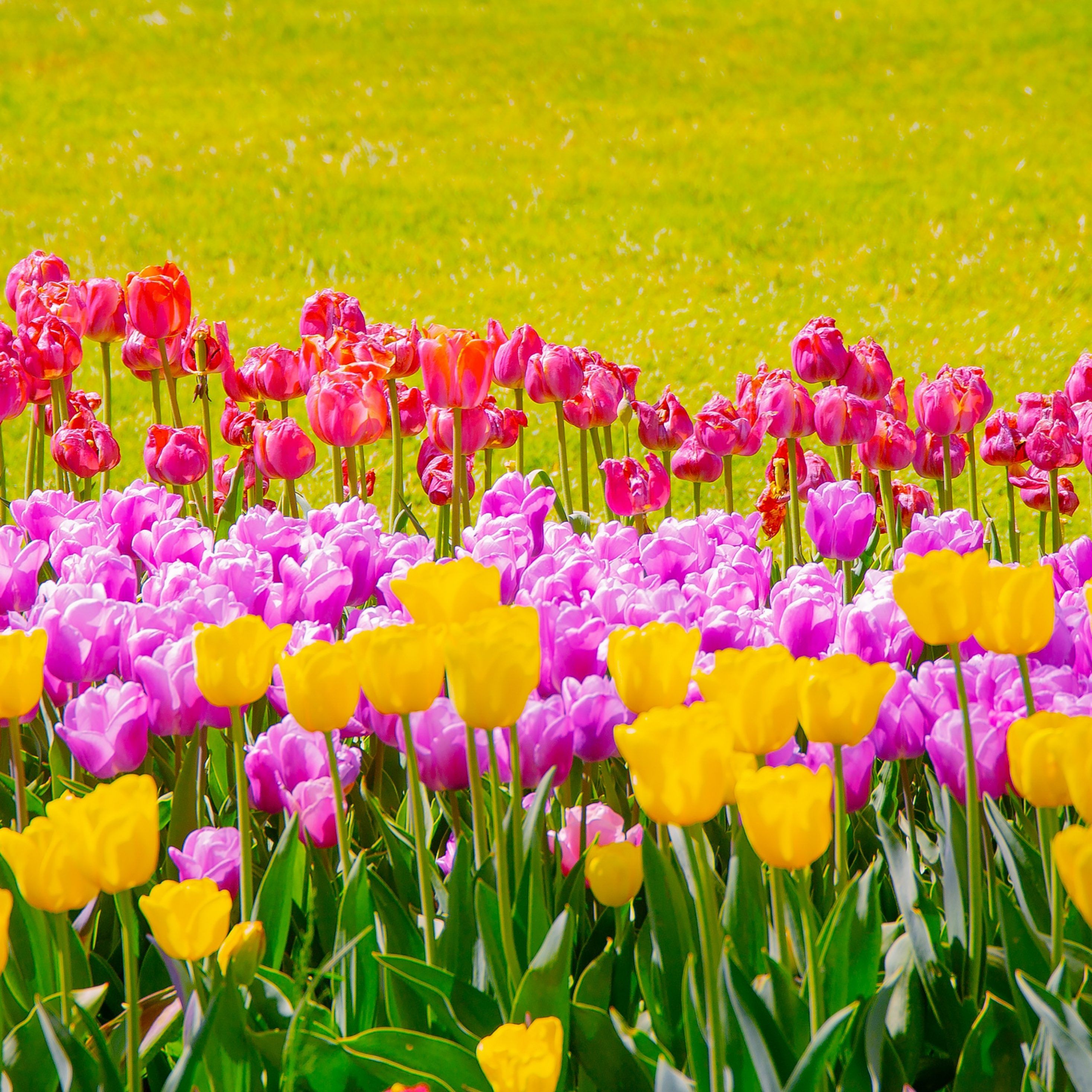 A field of pink and yellow tulips. - Beautiful