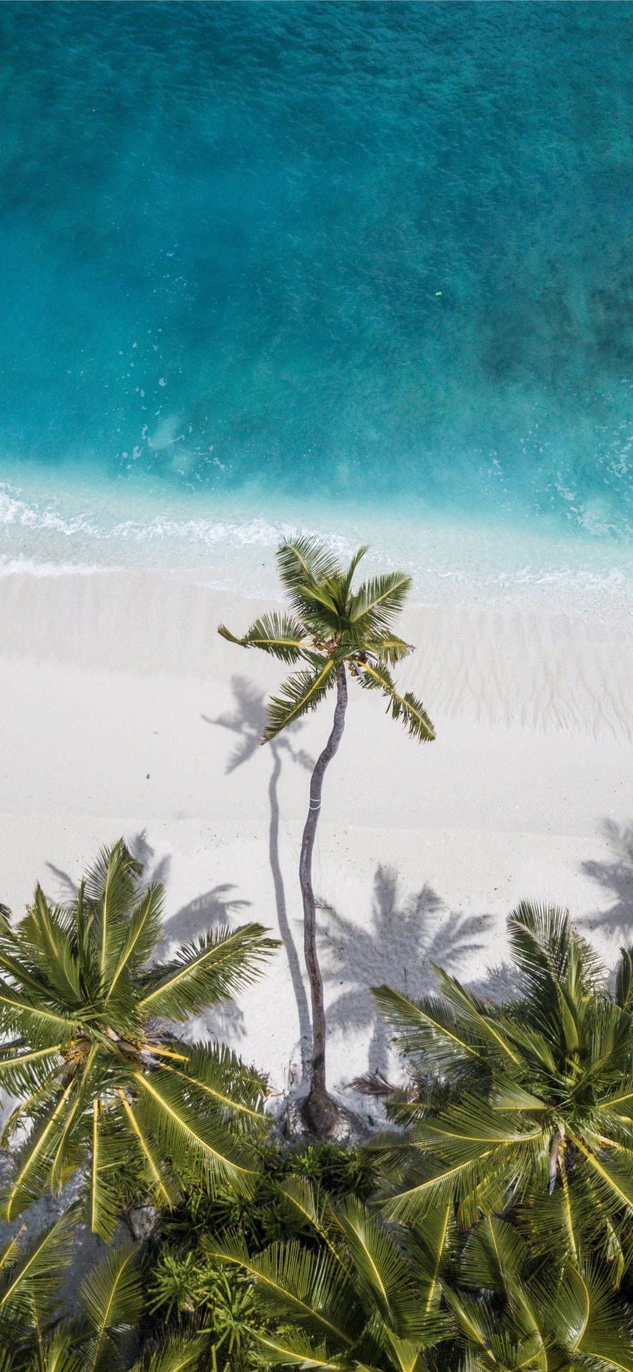 Palm trees on a white sand beach with blue water - Coconut