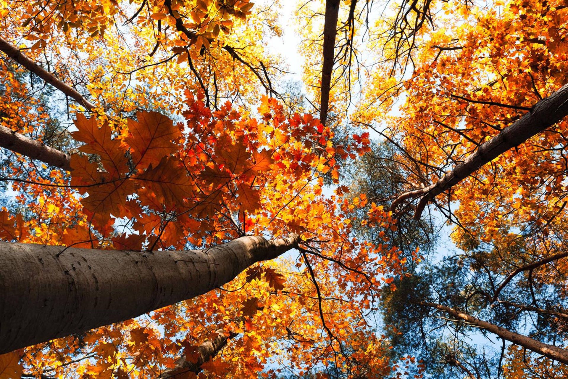 Looking up at a canopy of orange and yellow leaves - Fall