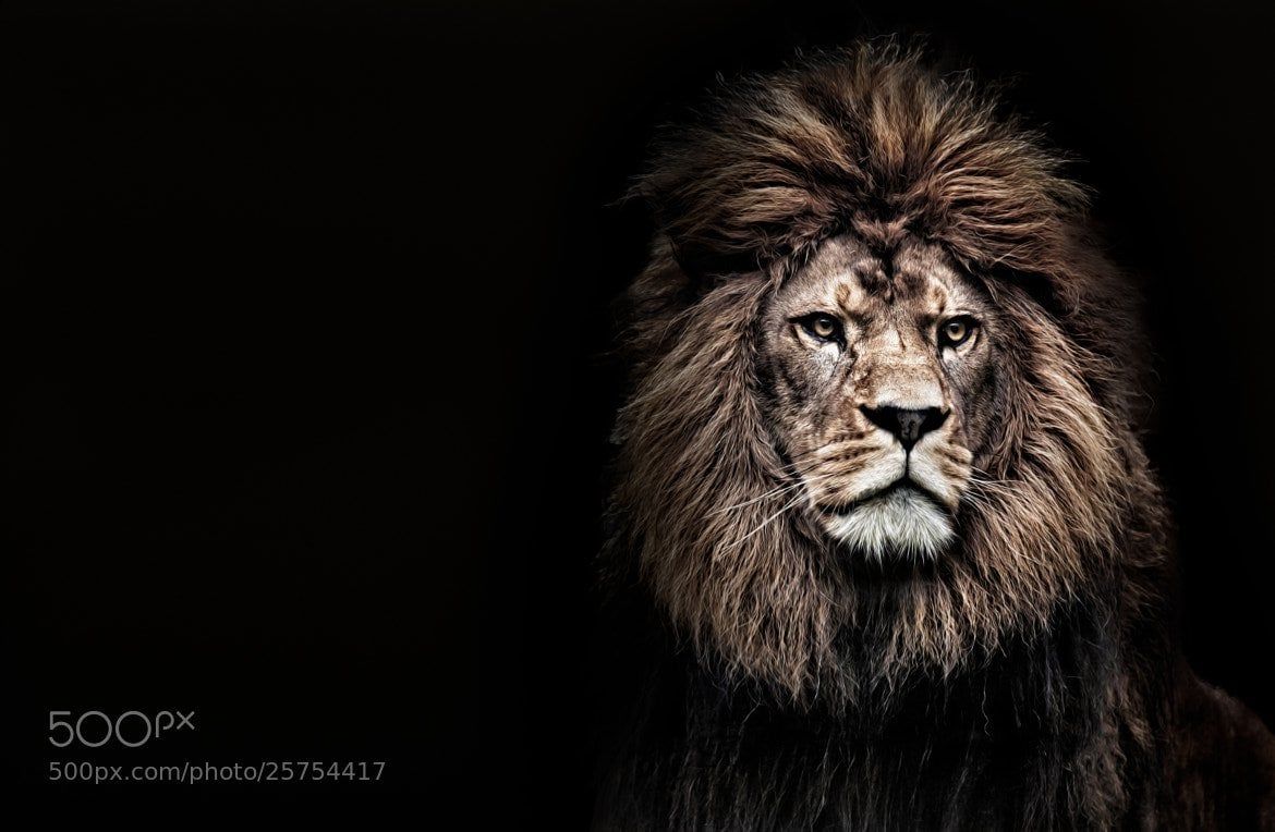 Barbary Lion