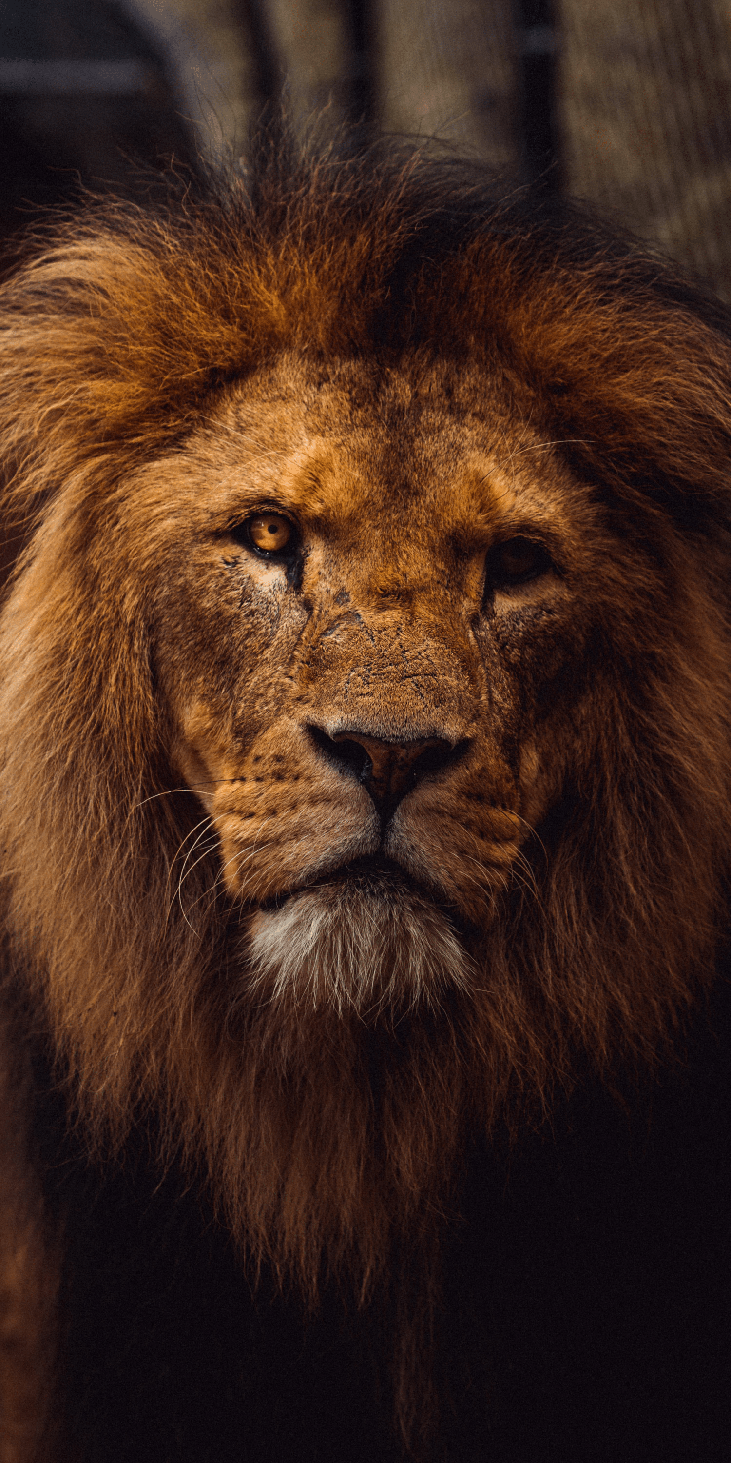 Lion Wallpaper, HD Lion Background, Free Image Download