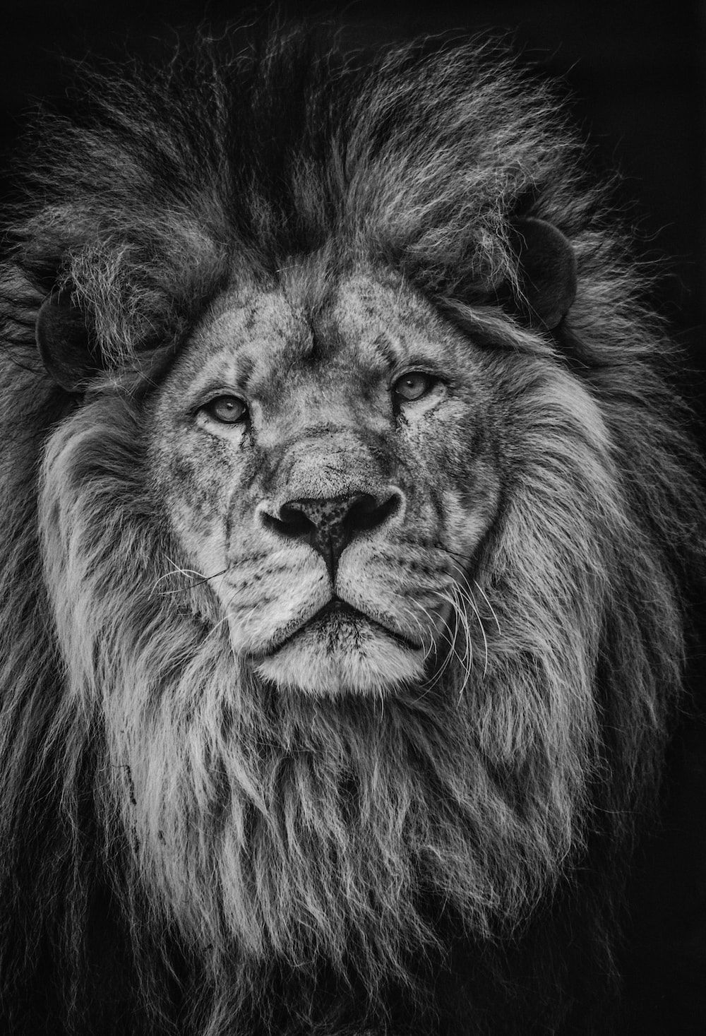 A lion with a beautiful mane. - Lion