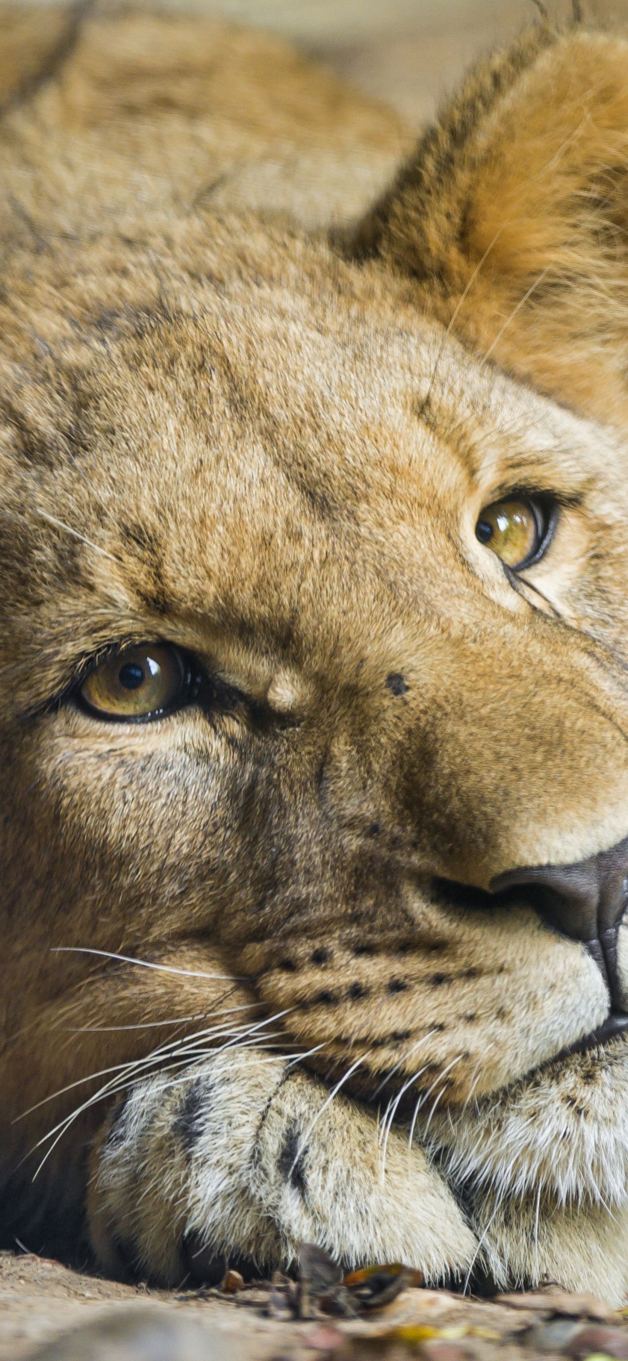 A lioness resting on the ground - Lion