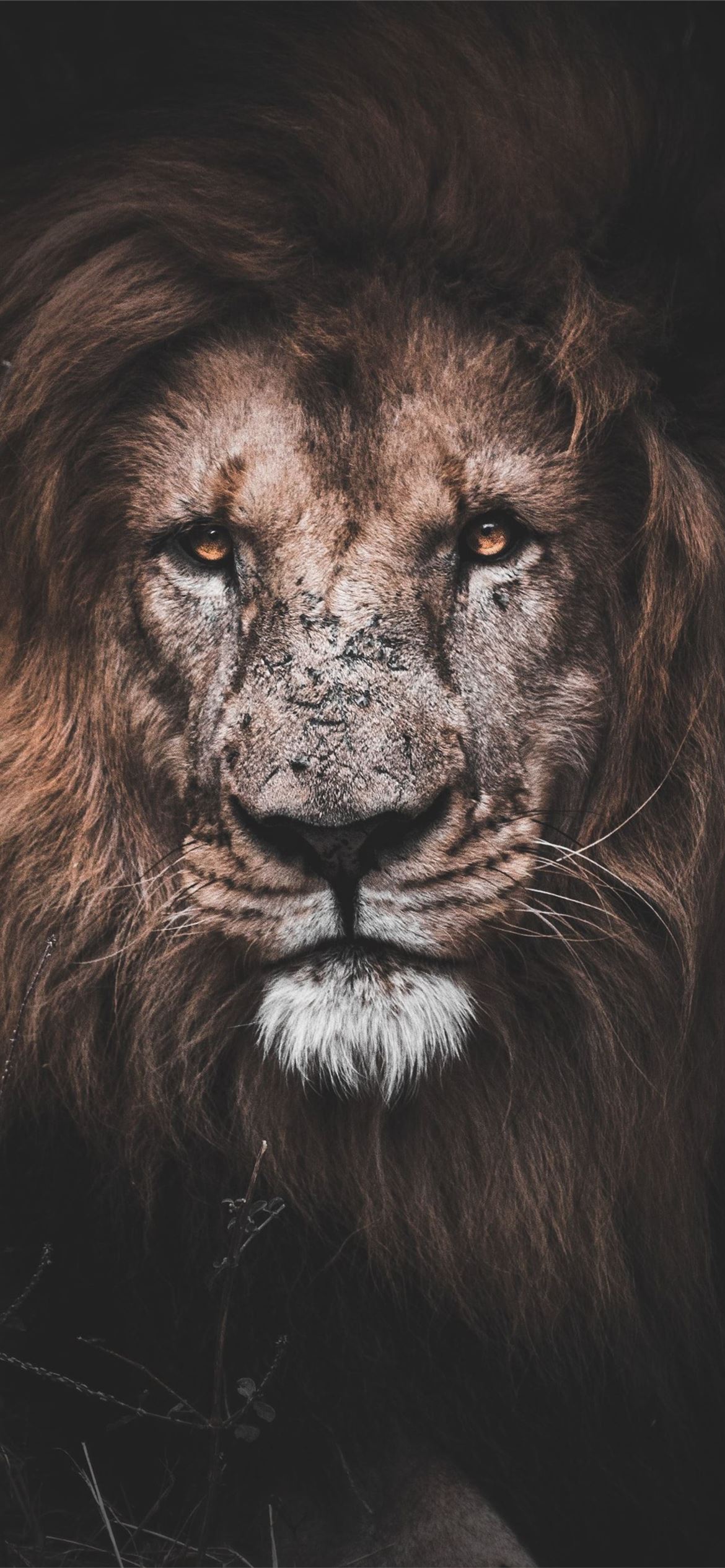 IPhone 14 Pro Lion Wallpaper