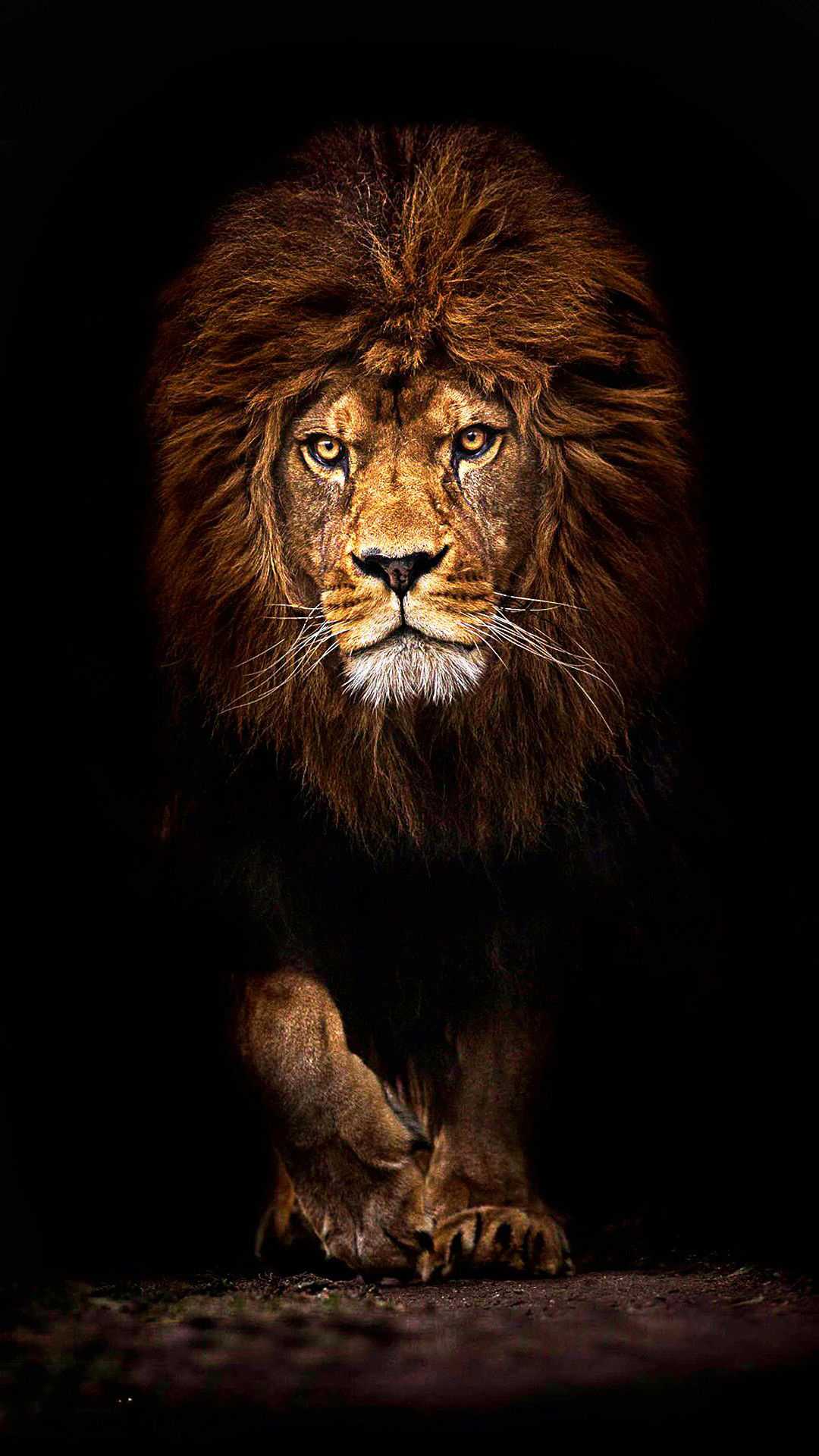A dark background with a lion in the foreground. - Lion