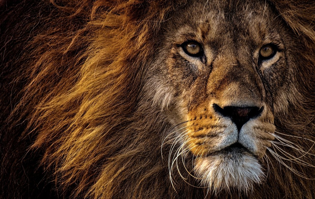 Close up of a lion's face with a black background - Lion