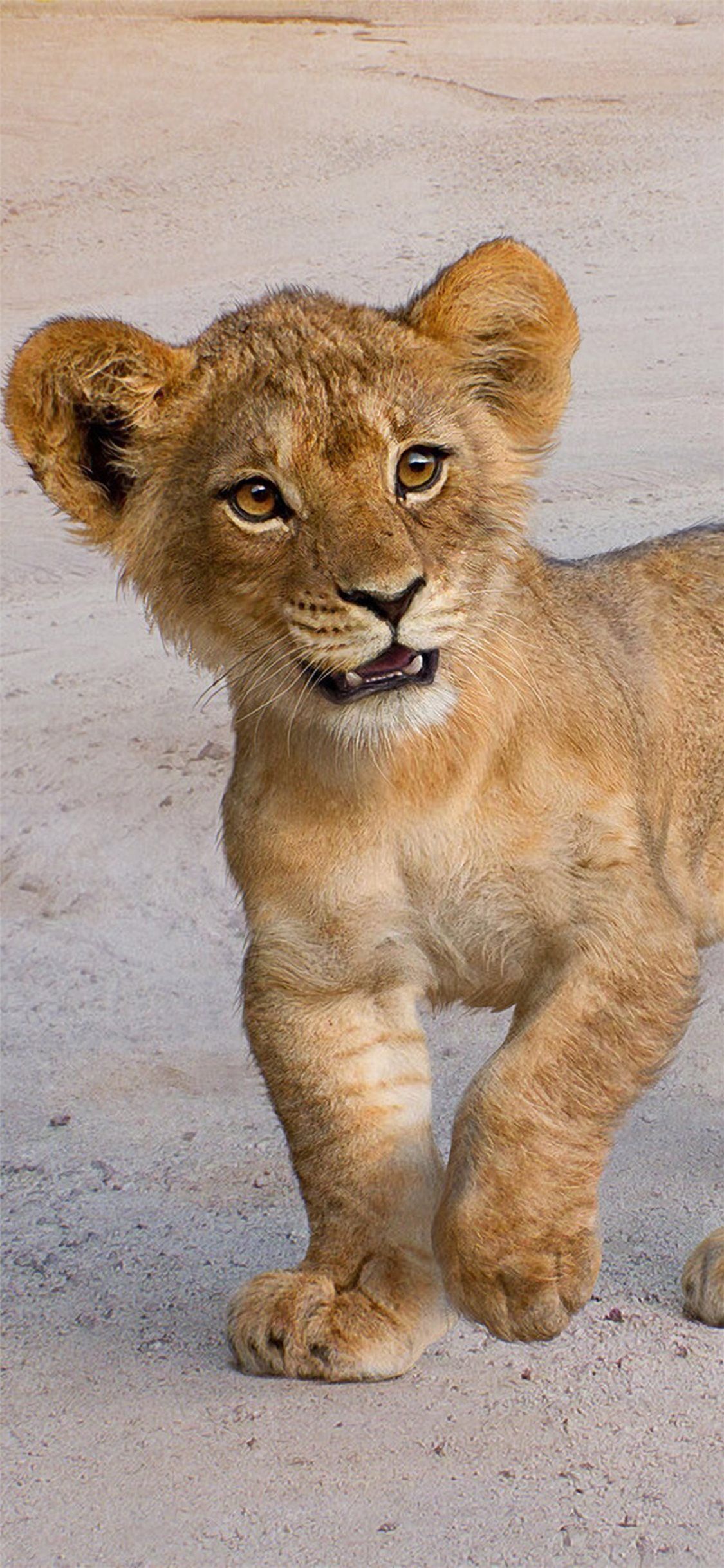 A lion cub standing on all fours with a sandy background - Lion