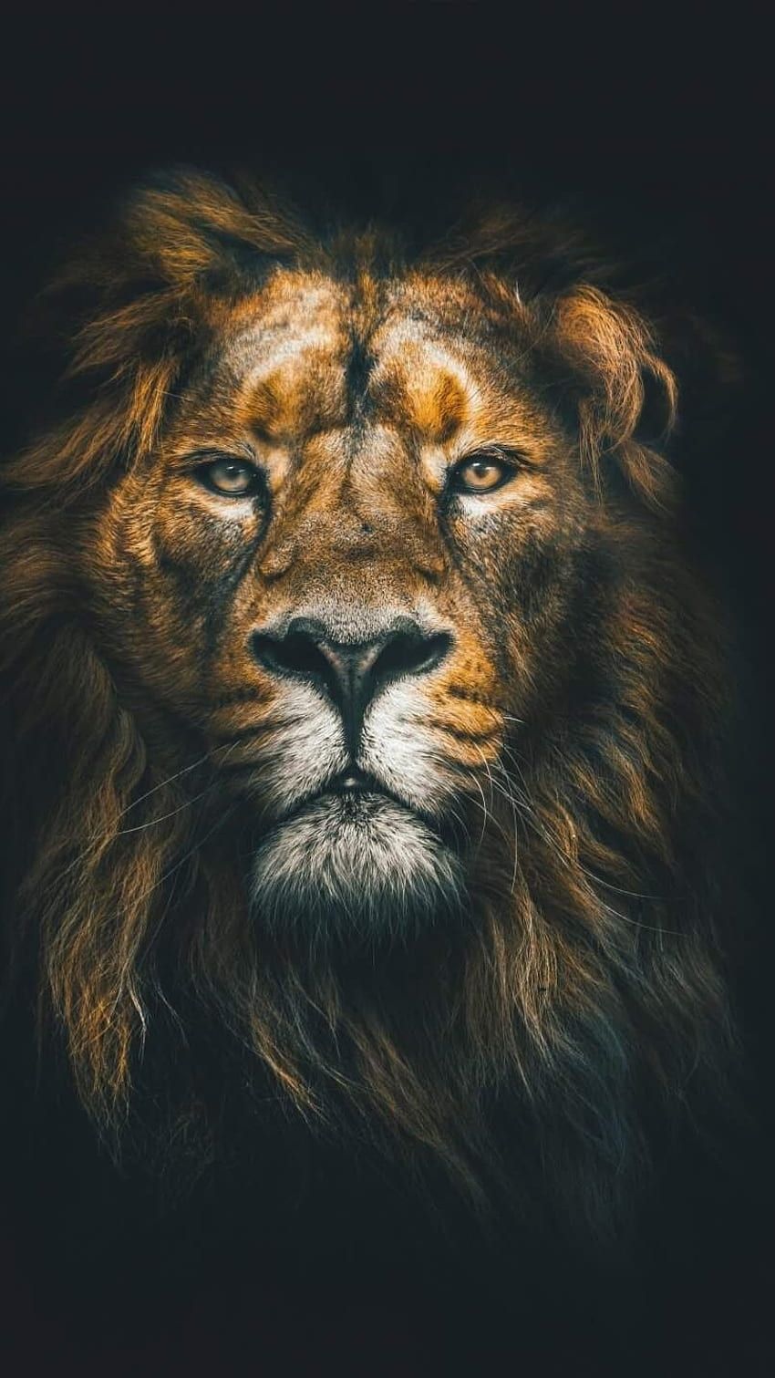 Lion HD wallpaper