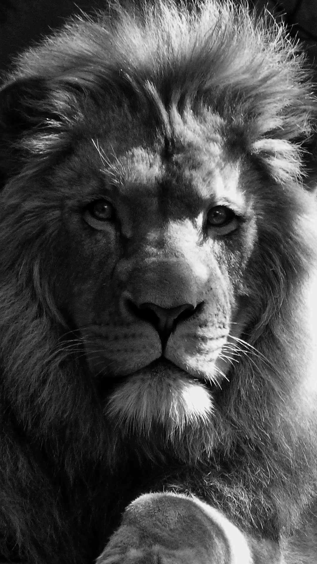 A lion staring into the camera. - Lion