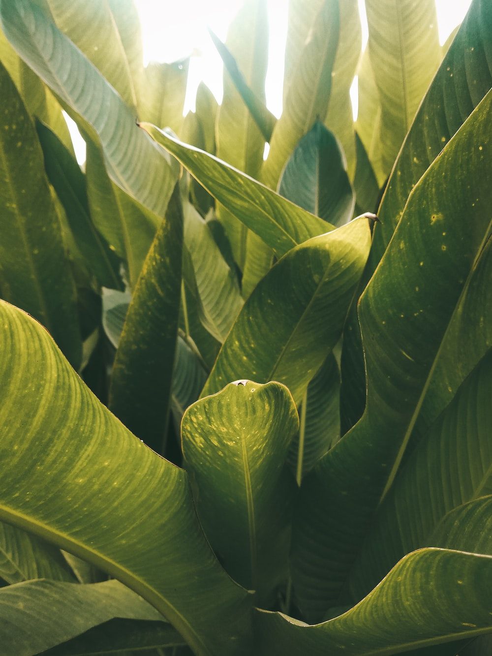 Green banana leaves during daytime photo