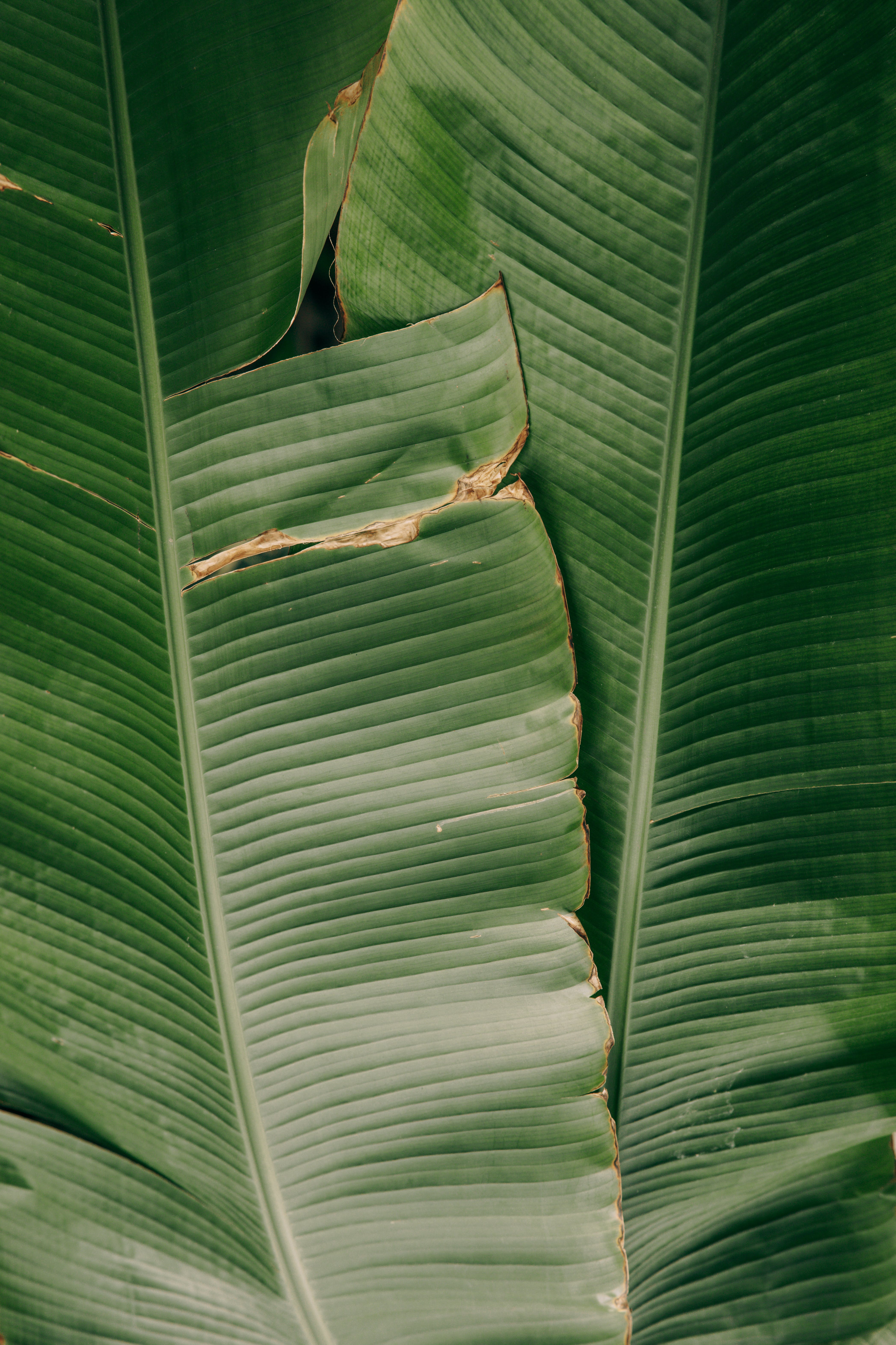 A close up of a large green leaf with brown edges. - Banana