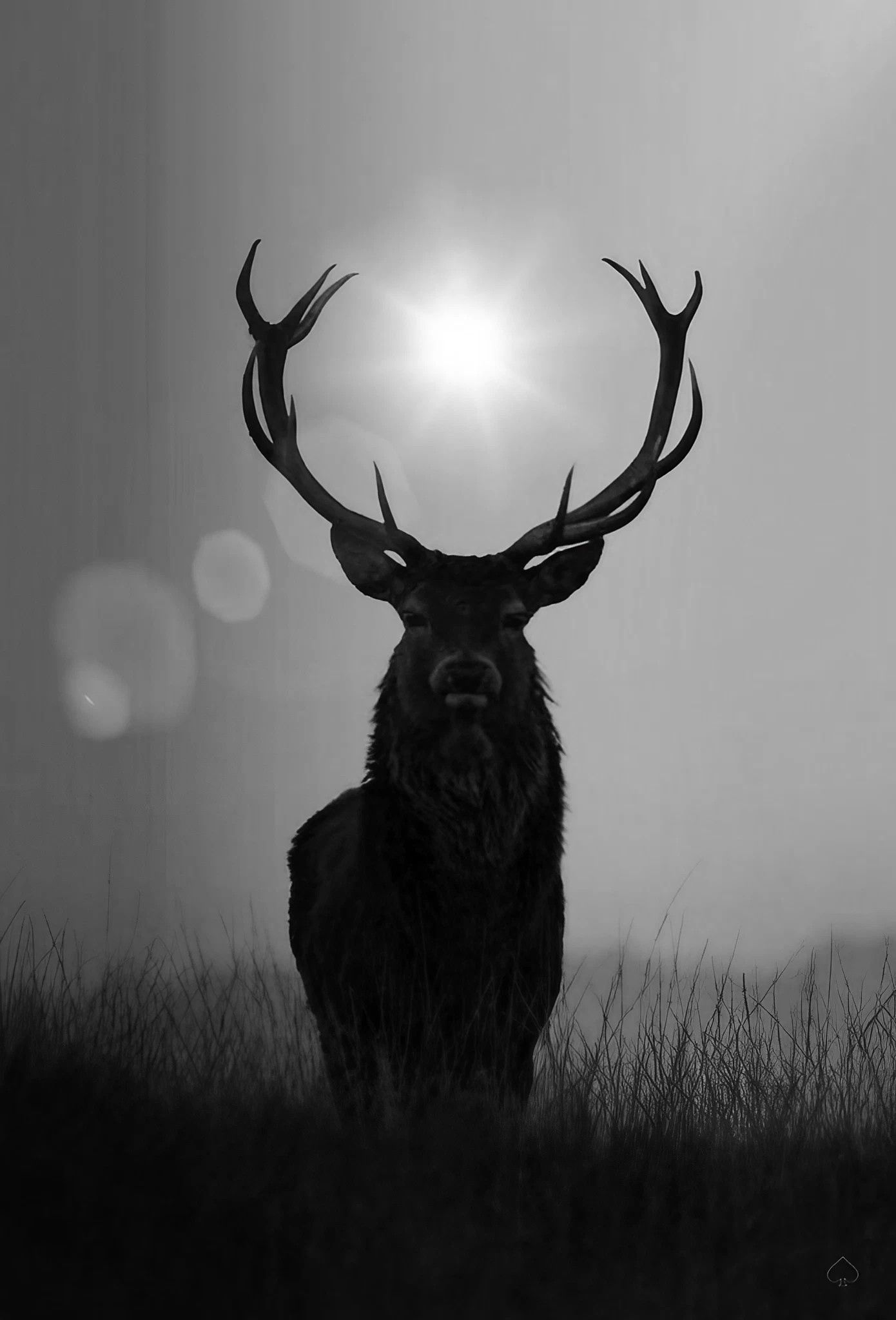 Aesthetic elk deer Wallpaper Download