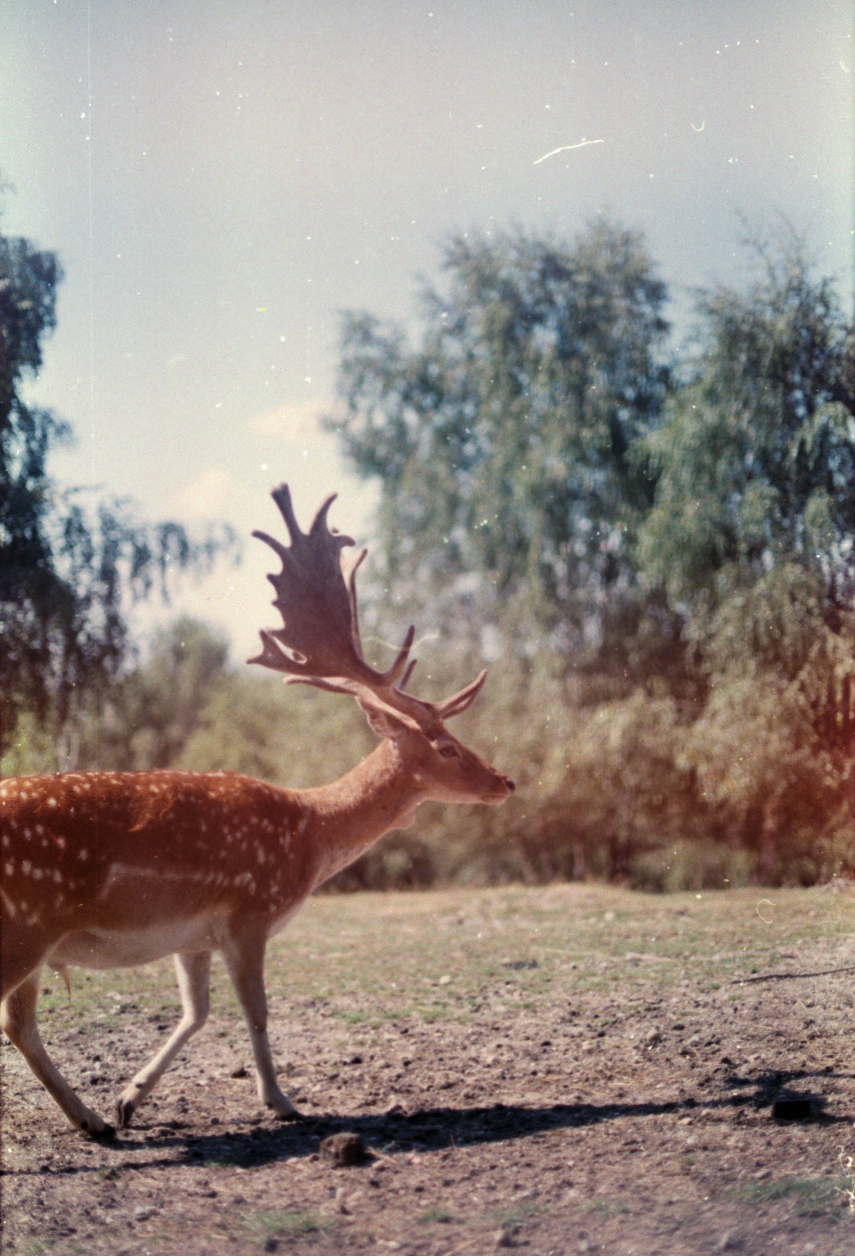 Best Deer Photo · 100% Free Downloads