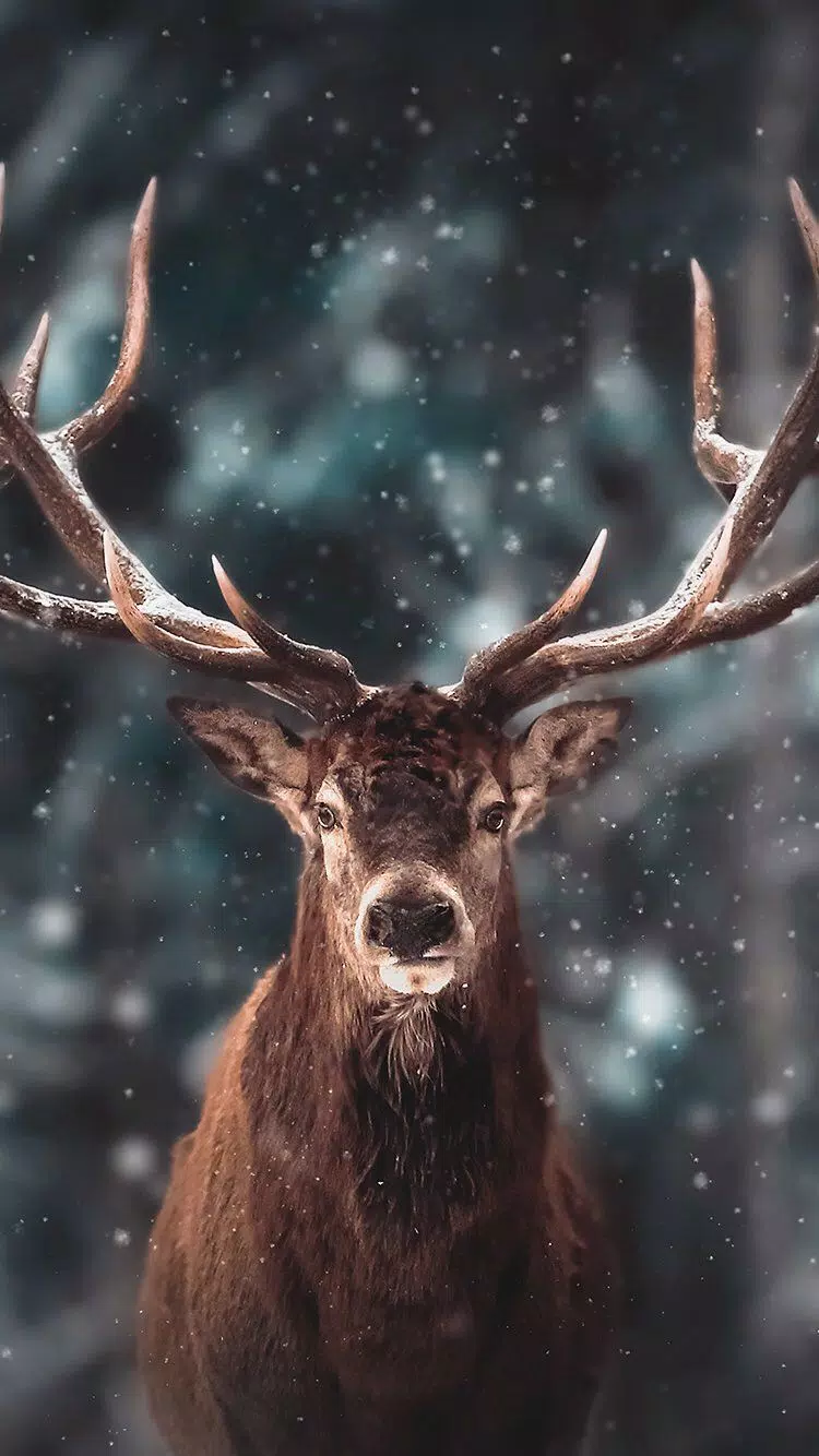 Deer Wallpaper HD APK for Android Download