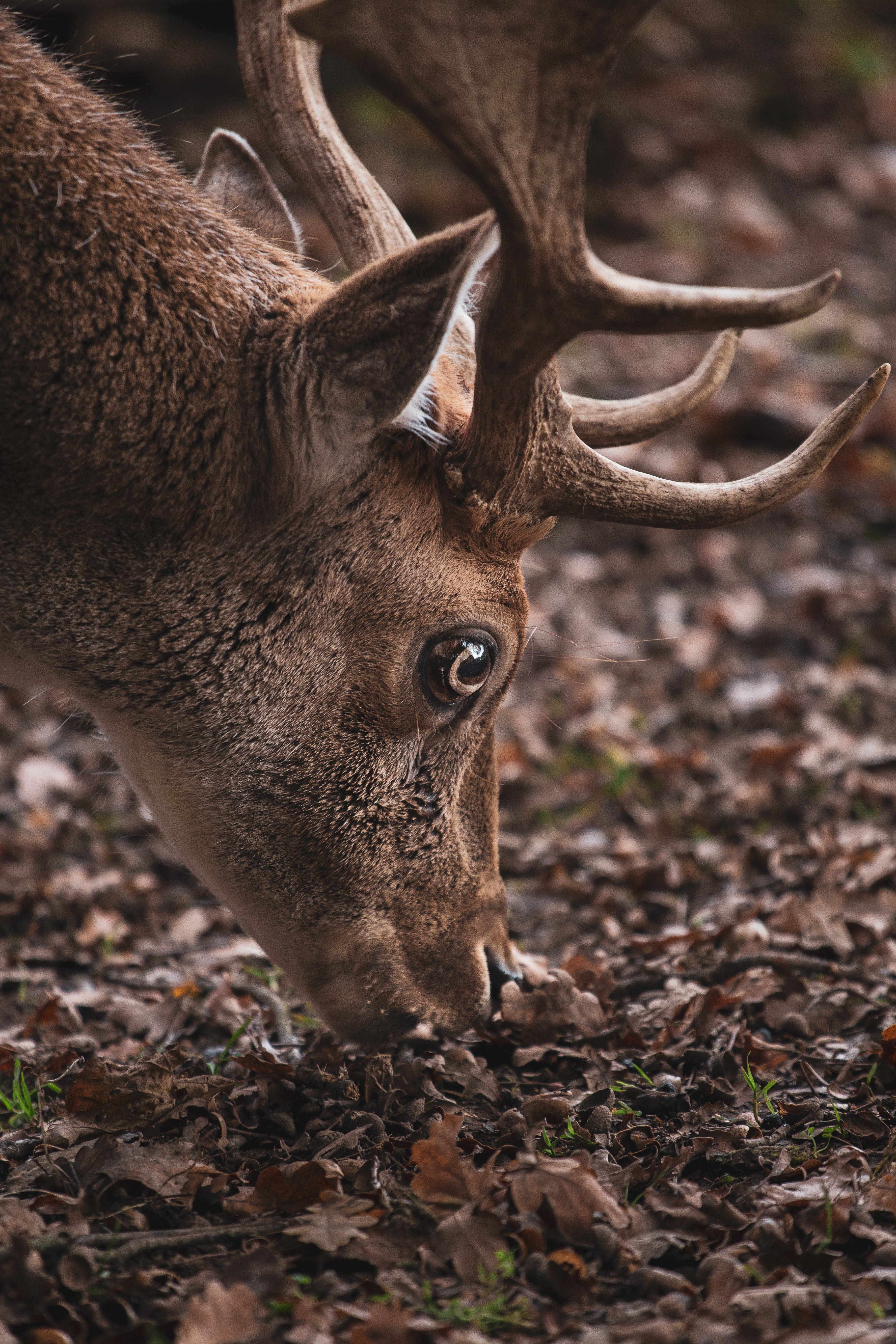 Side View Photo of a Brown Deer · Free