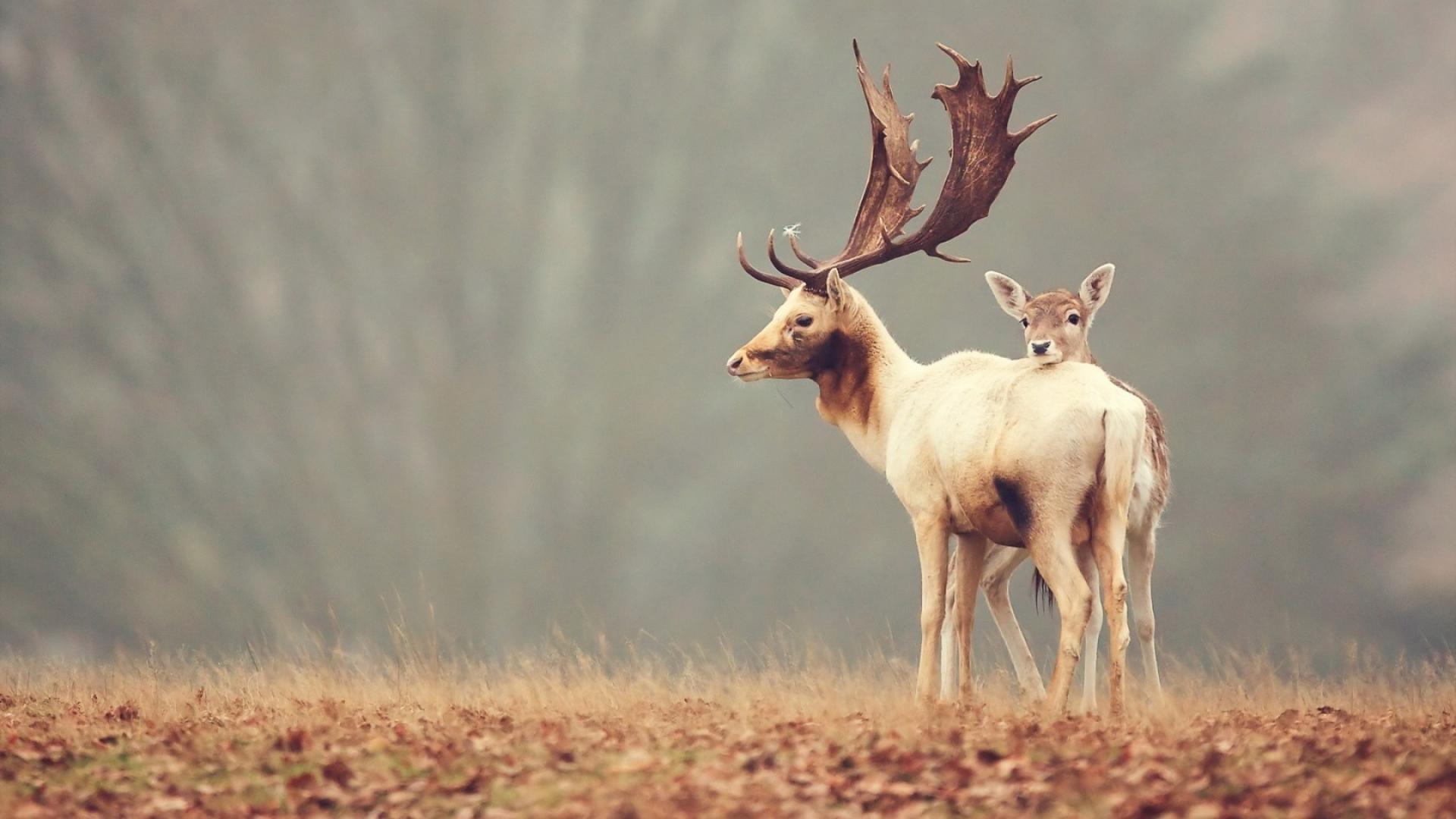 A deer and a fawn in the forest wallpaper - Deer