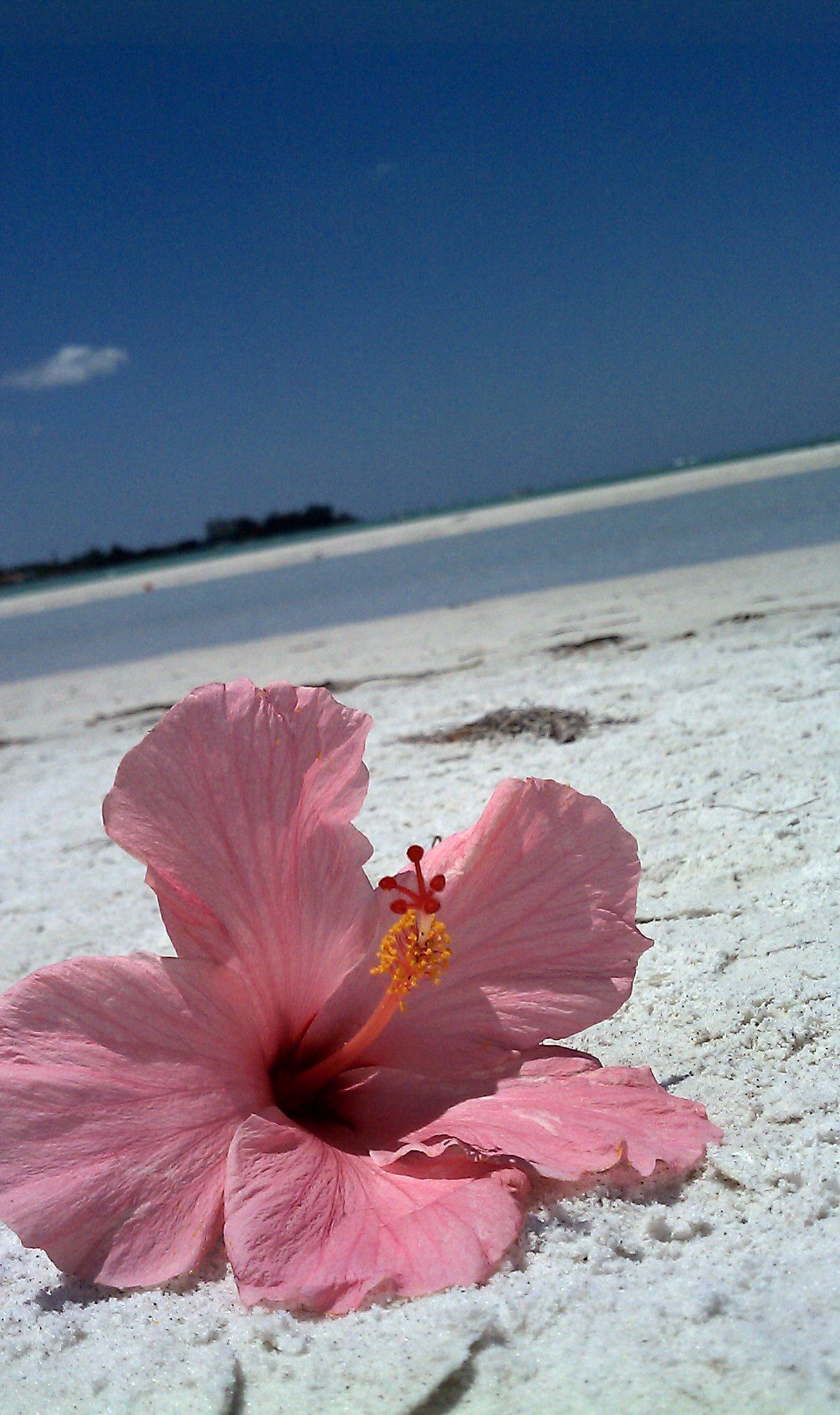 A pink flower laying on the sand at the beach. - Florida