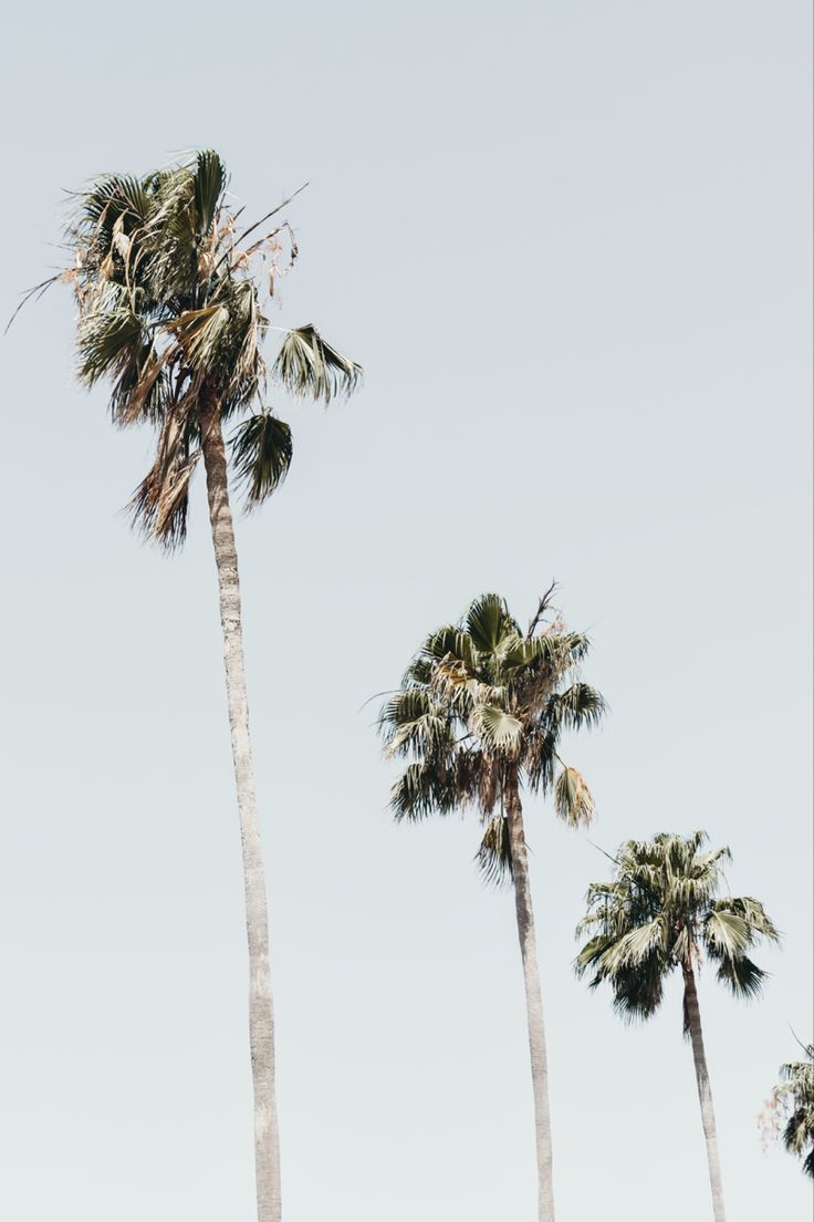 Three palm trees against a pale blue sky - Florida