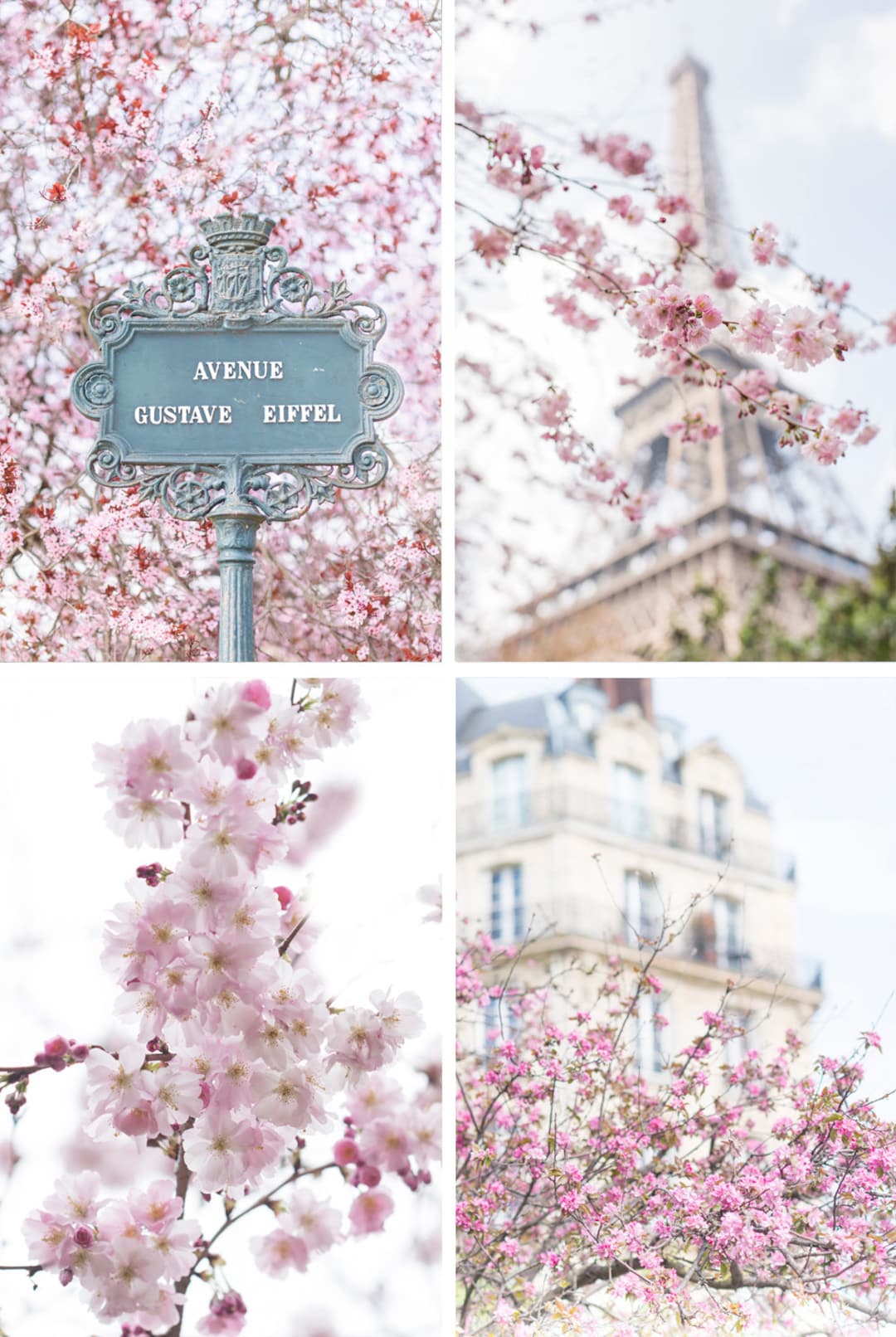 A fine art photography collection of Paris in blossom. Print. - Eiffel Tower