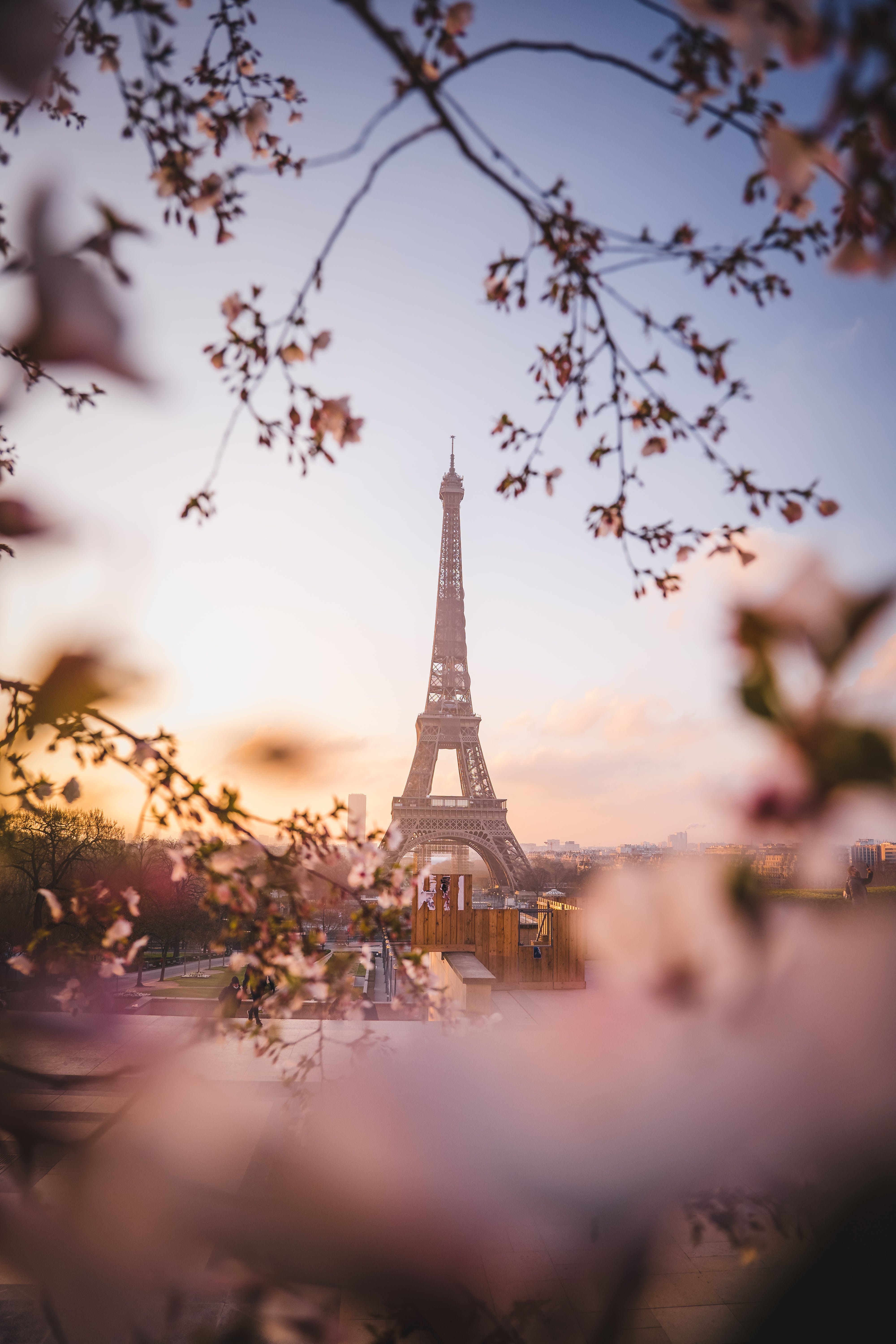 A photo of the Eiffel Tower with pink flowers in the foreground. - Eiffel Tower