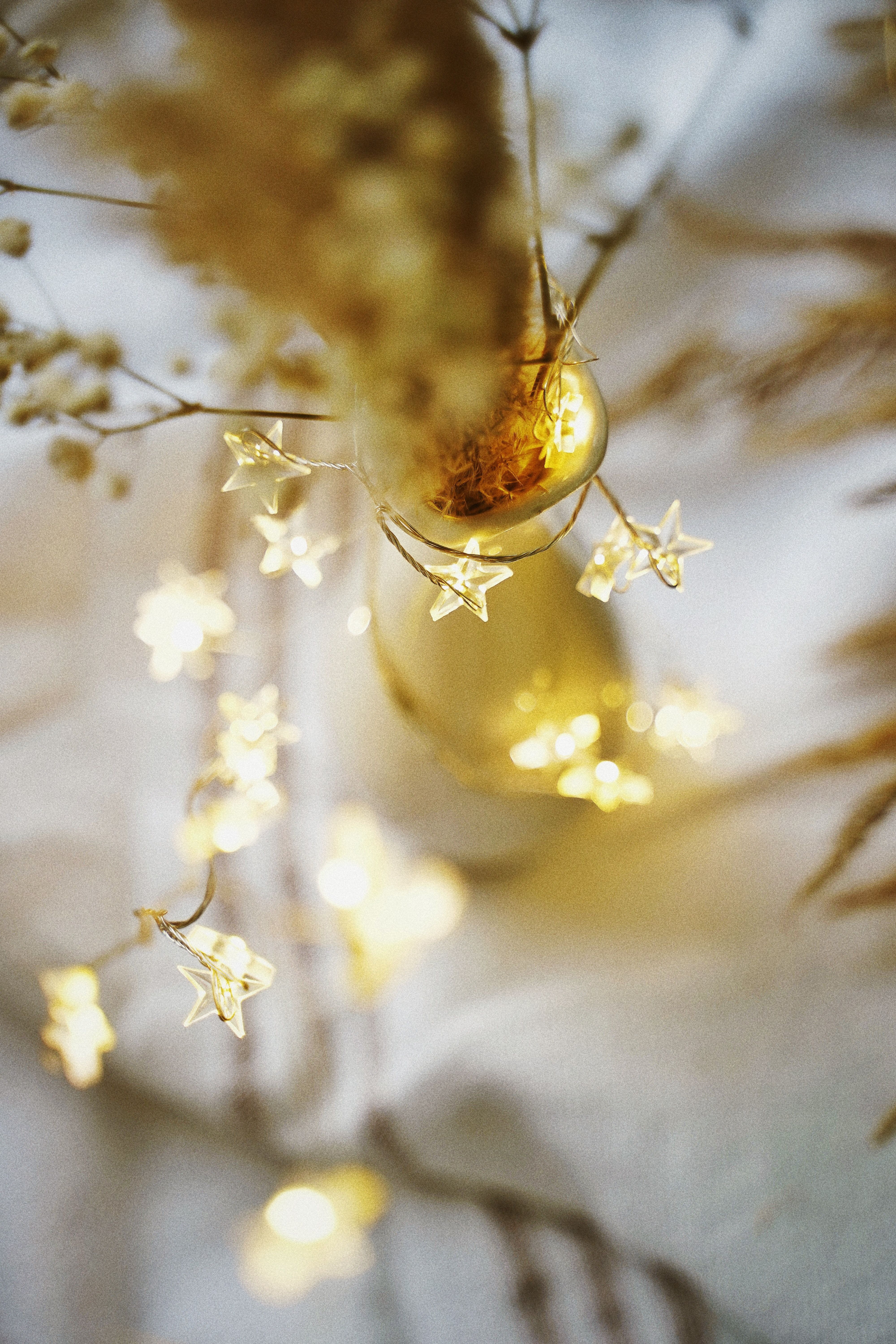 Fairy Lights Photo, Download The BEST Free Fairy Lights & HD Image