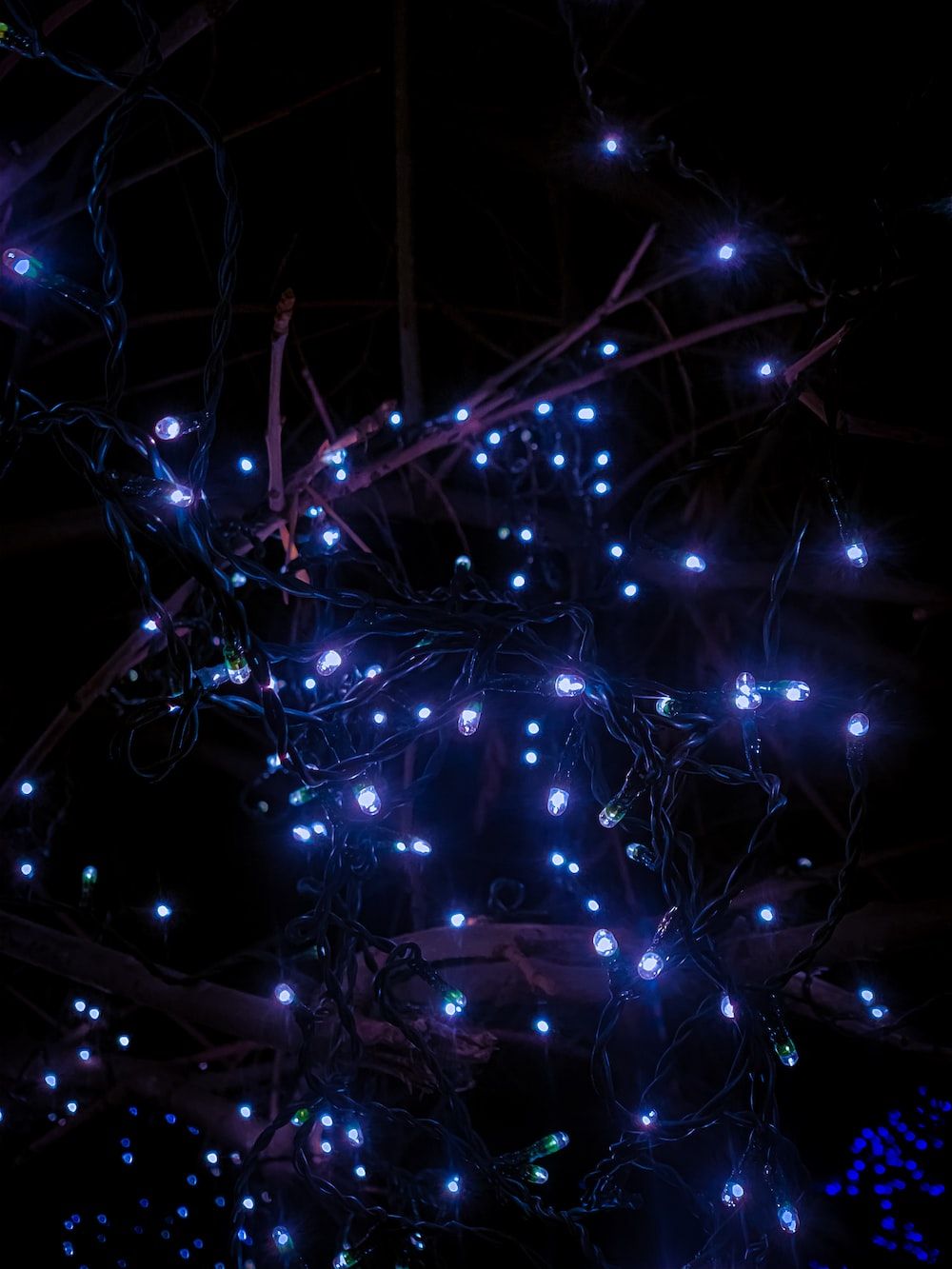 Blue and white string lights on a tree - Fairy lights