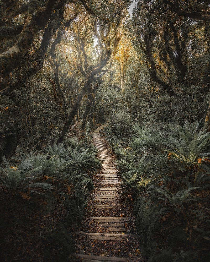 A wooden path through a forest with trees and ferns - Jungle
